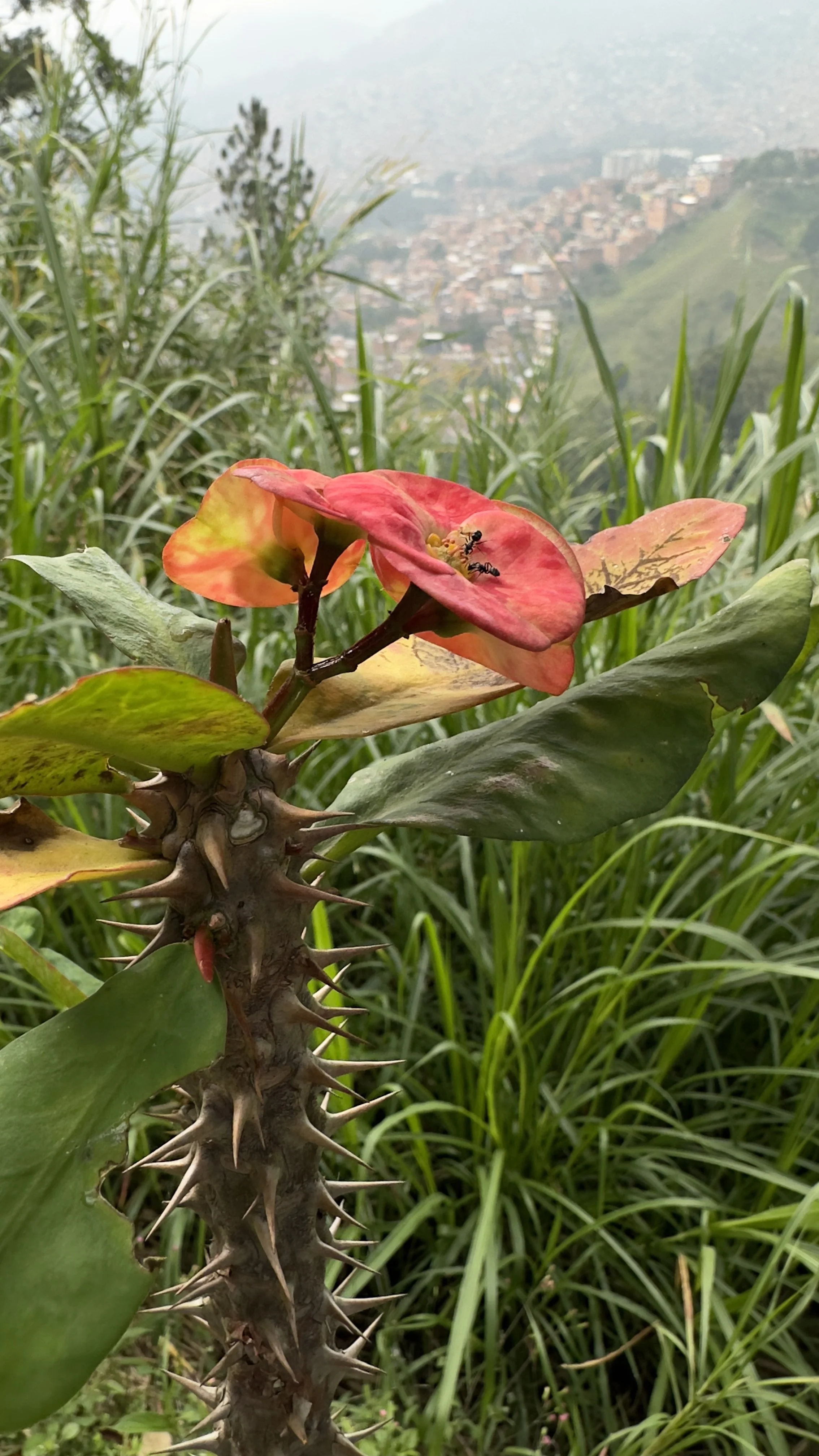 Close-up of a thorny plant with green and reddish-orange leaves, with a cityscape on a hillside in the background.