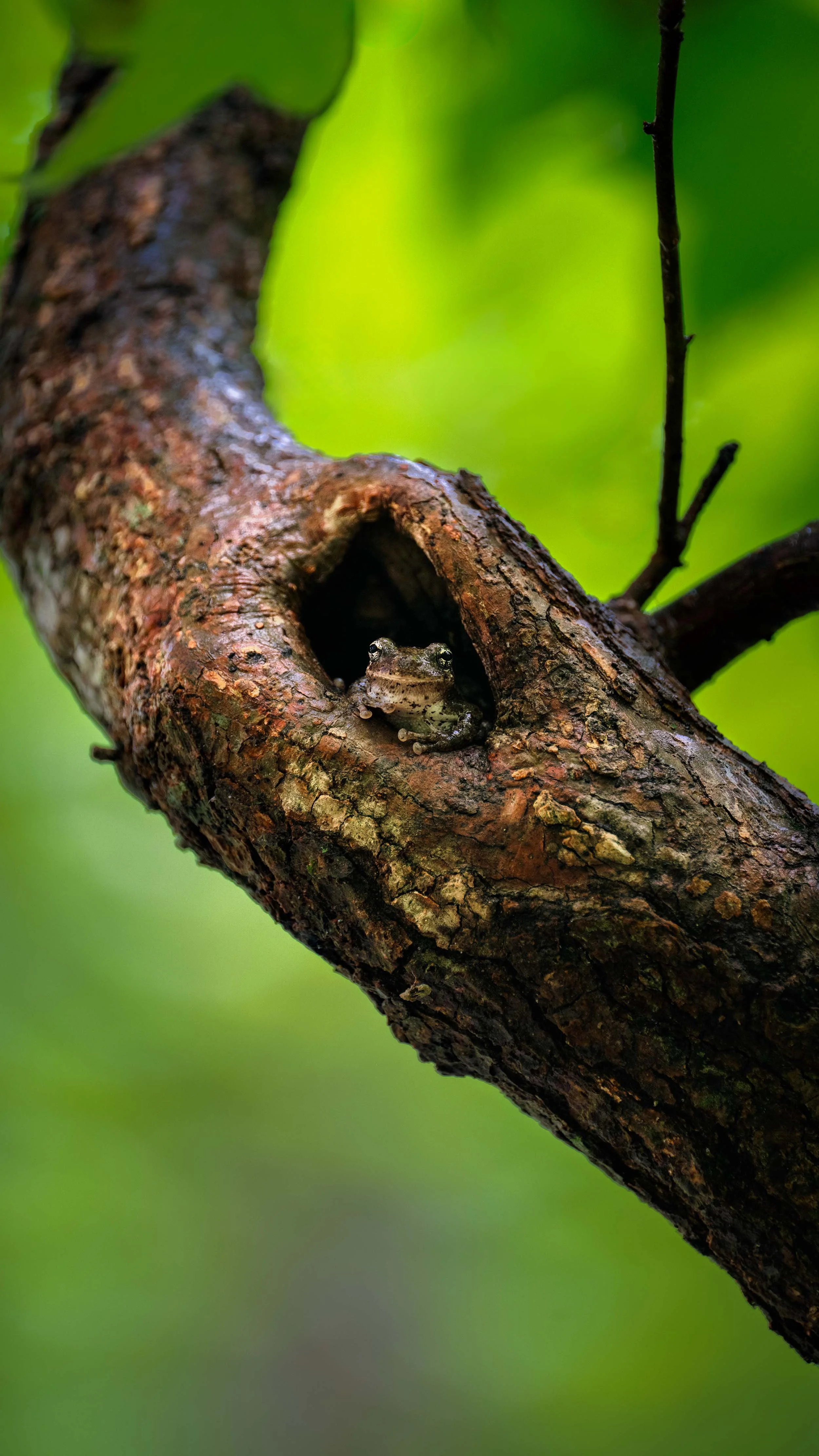 Meet Scout, the laid-back gray tree frog!  Wildlife  