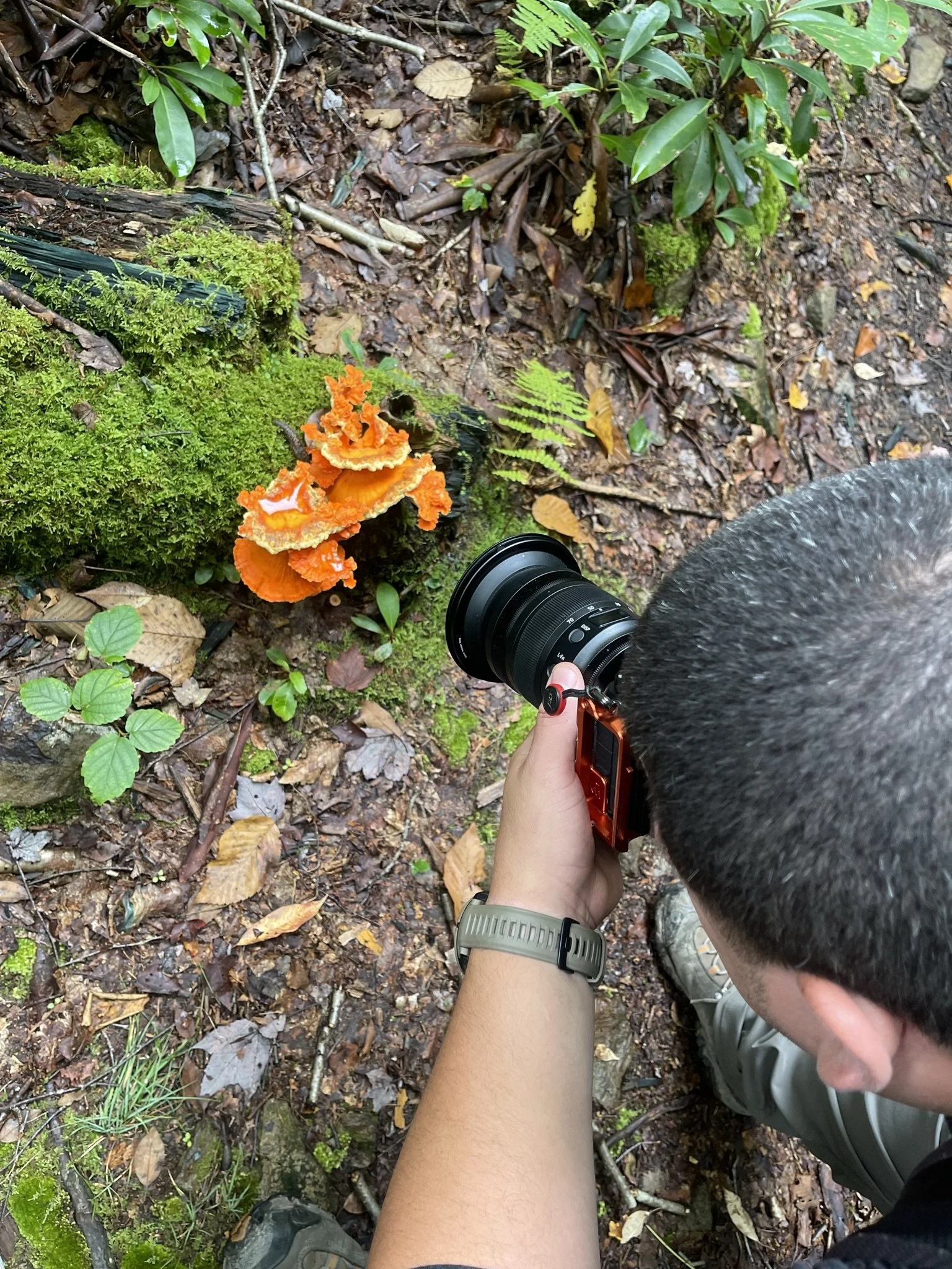 Person taking a close-up photograph of orange fungi growing on a moss-covered log in a forest.