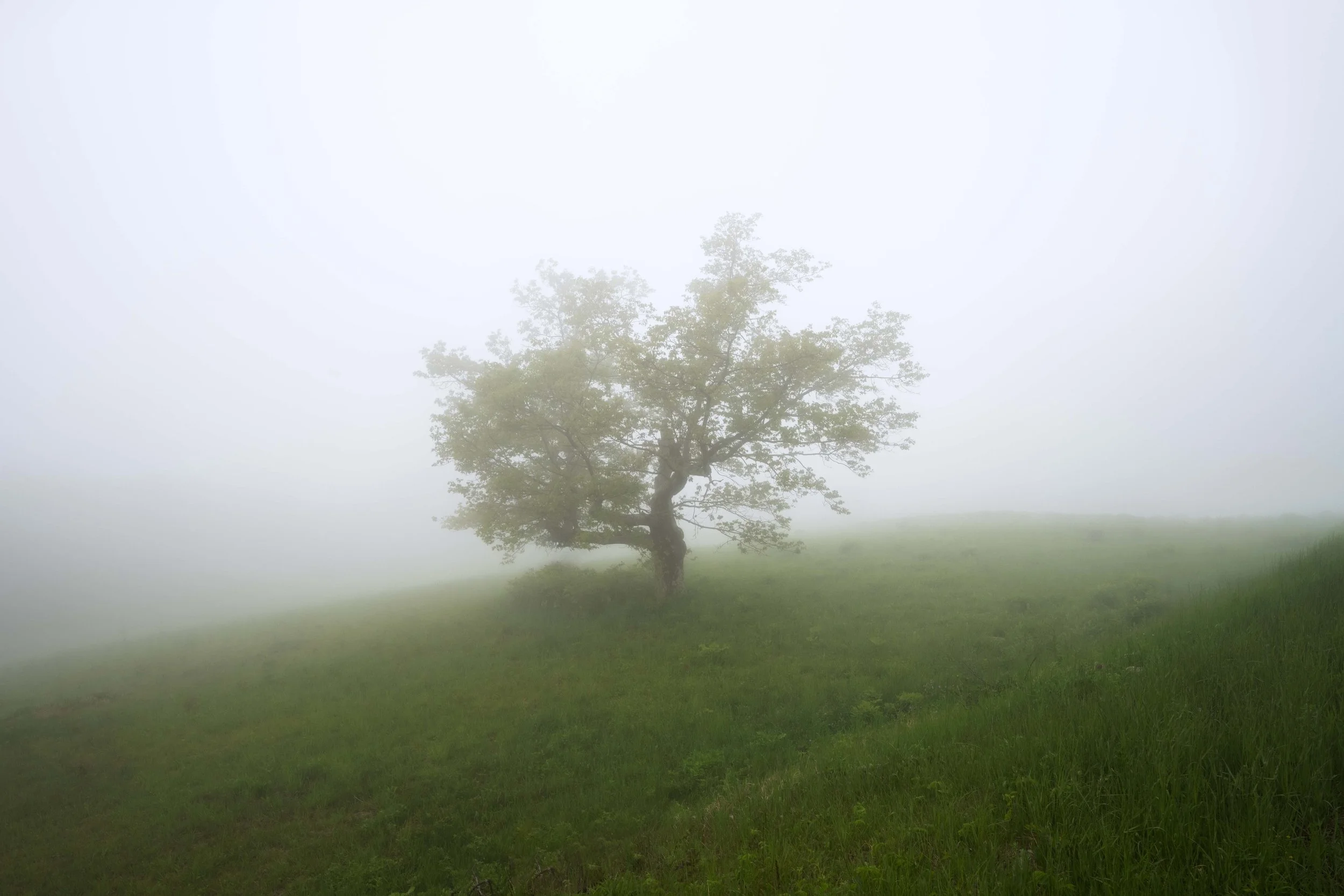 Misty tree in Shenandoah: serene landscape, foggy morning, tranquil scene.
  Atmospheric, Tree  