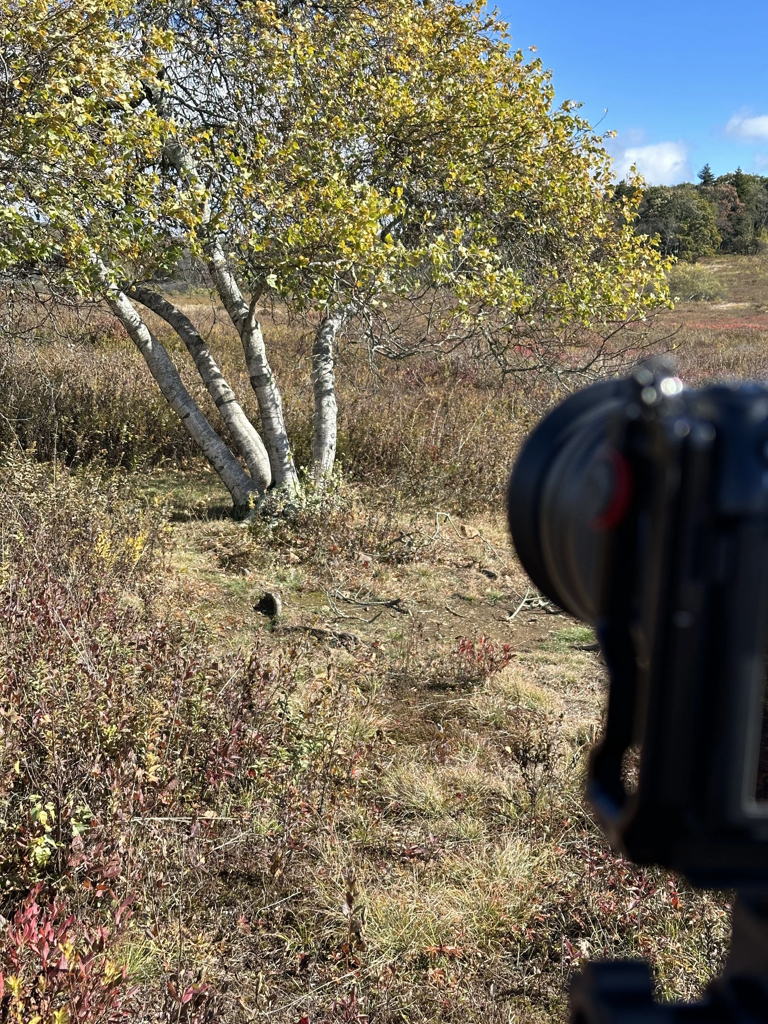 Image of a tree in a field with some greenery and shrubs, with a camera in the foreground.