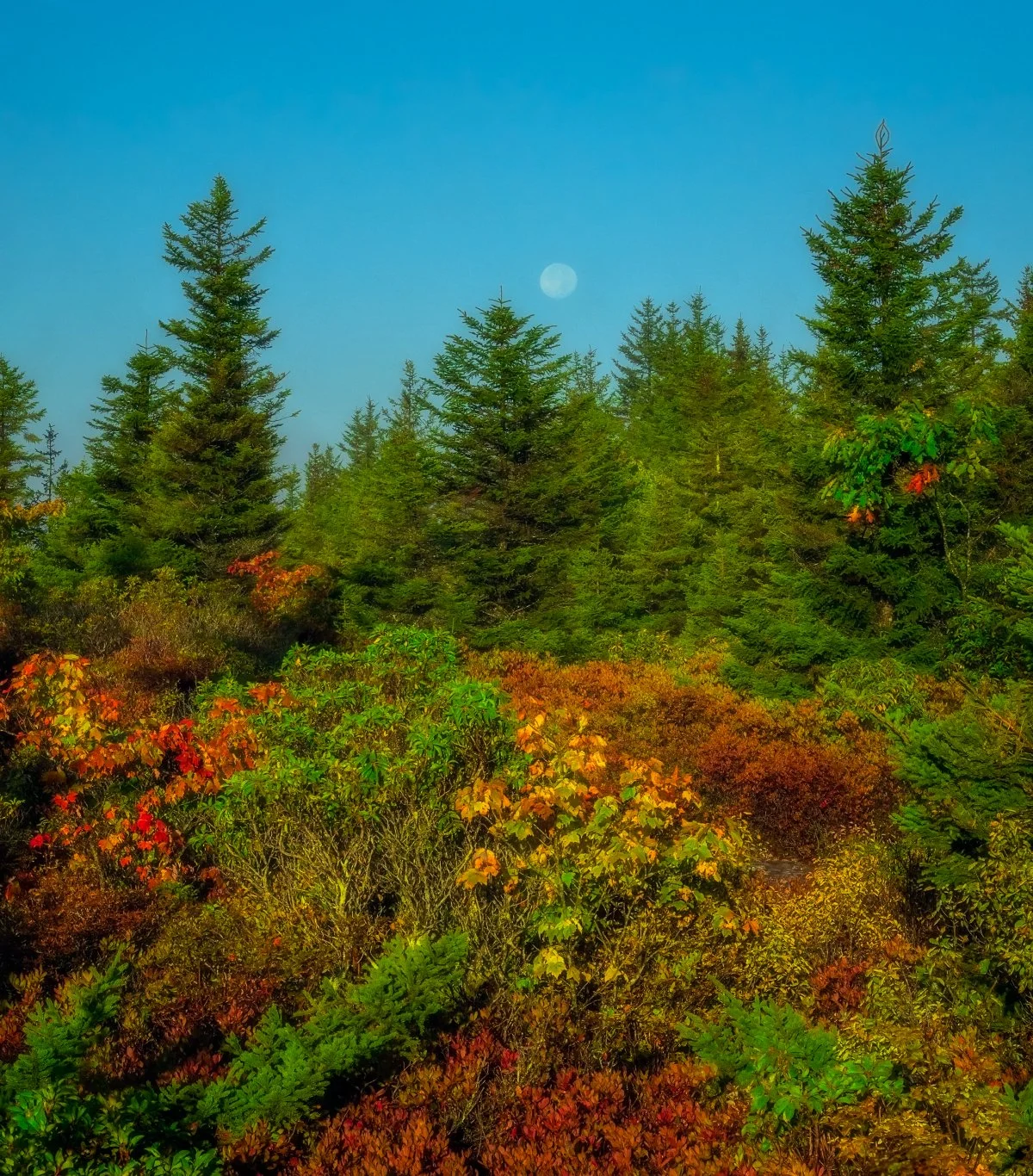 Autumn Landscape in Dolly Sods, West Virginia: Vibrant Fall Colors, Evergreen Trees, Scenic Beauty.
  Autumn  