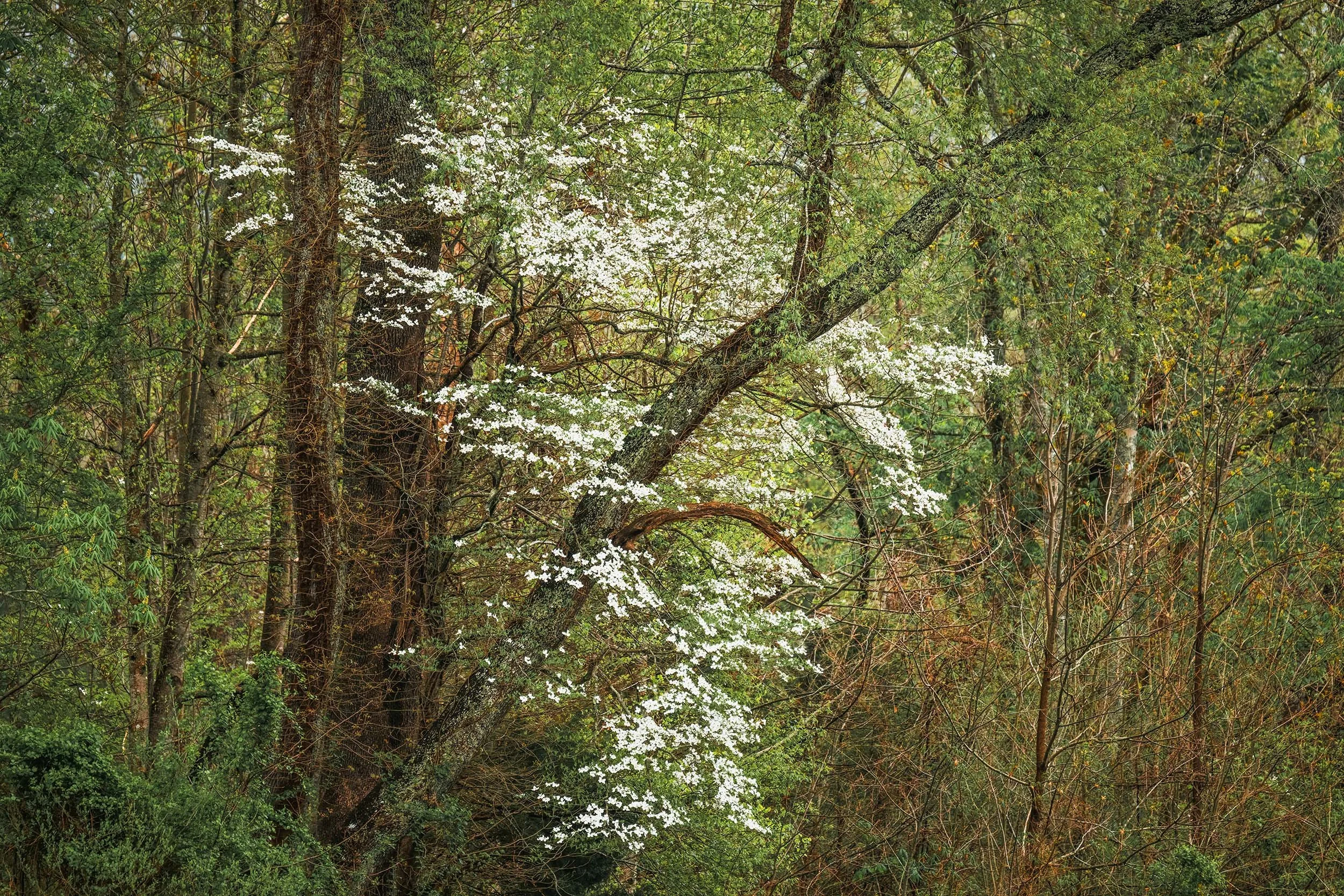 Spring in the Smoky Mountains: Dogwood Tree in Full Bloom
  Spring, Intimate Landscapes, Tree  