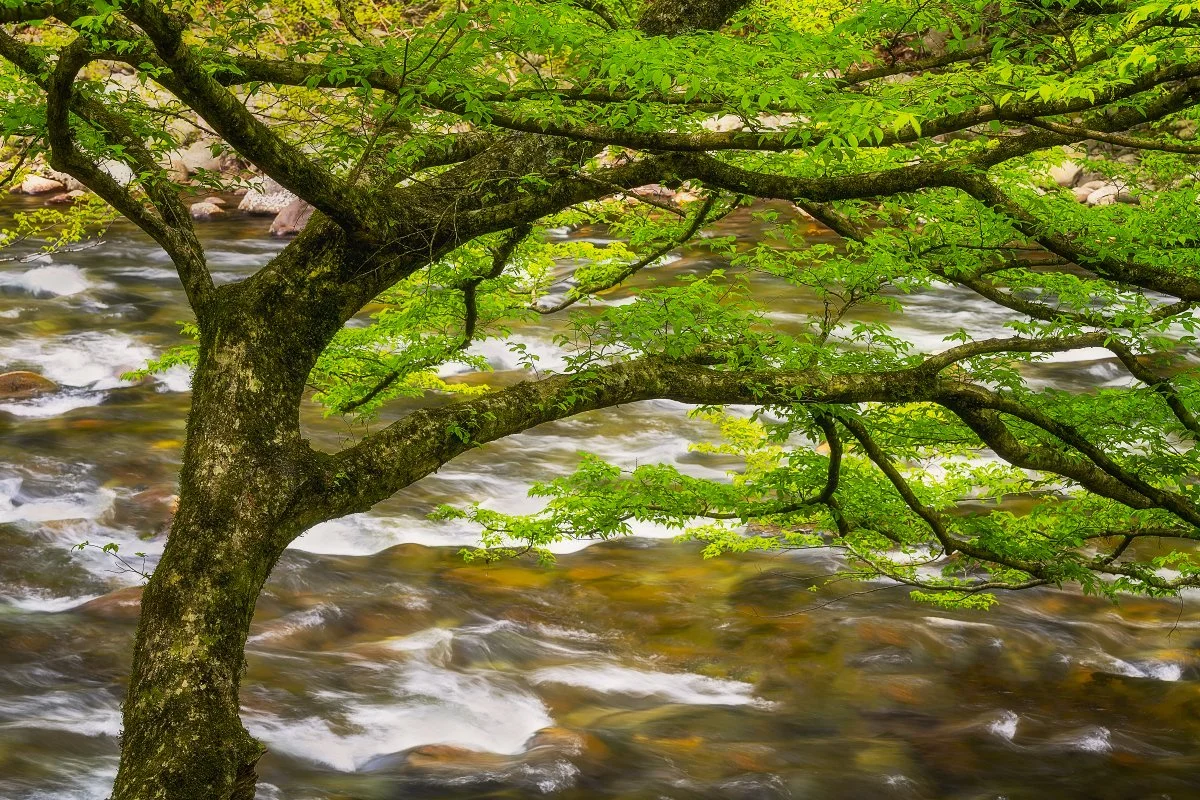 Dogwood tree in Great Smoky Mountains: vibrant foliage, scenic river, natural beauty.
  Spring, Intimate Landscapes  