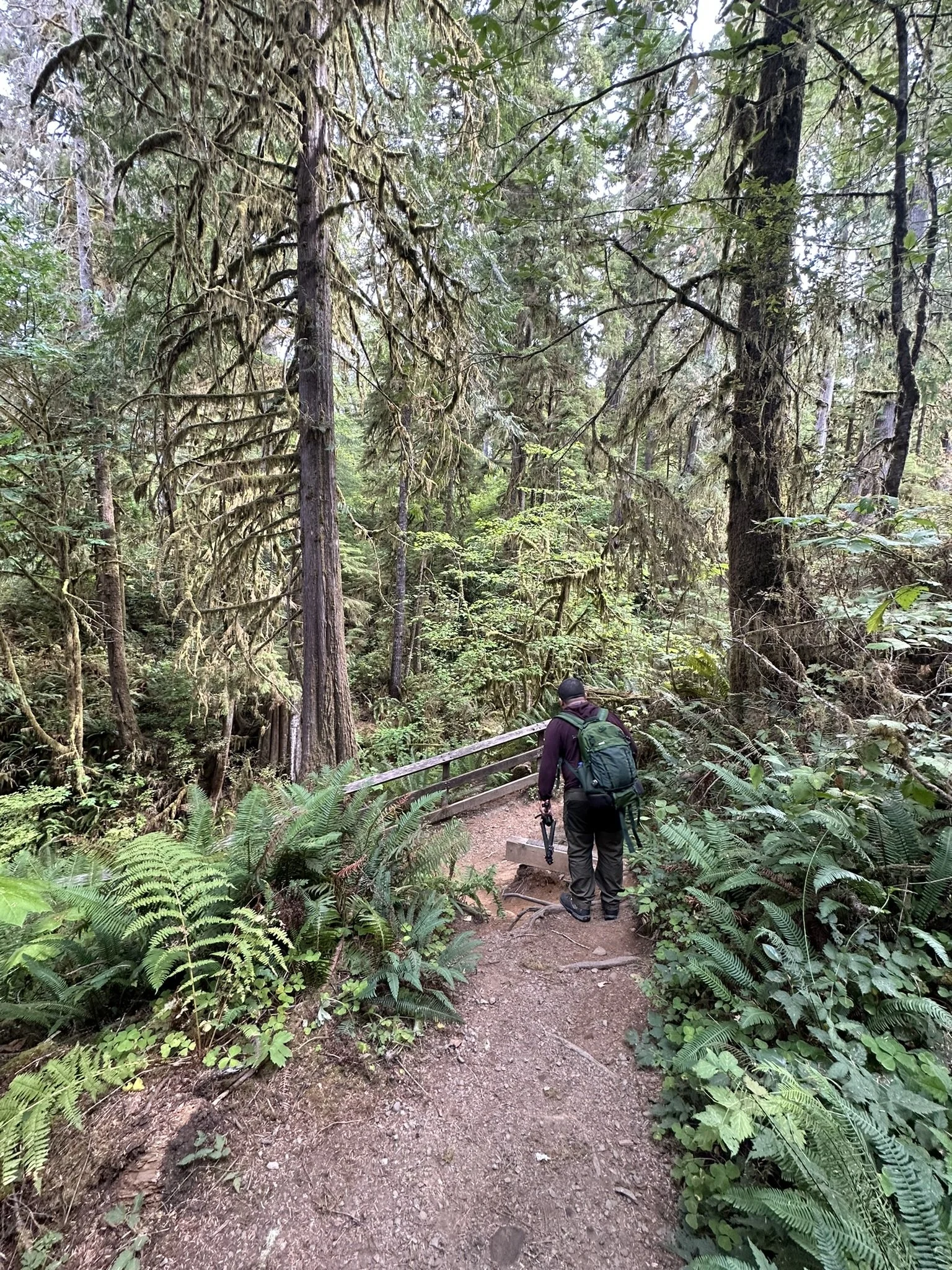 A person hiking on a forest trail surrounded by tall trees and lush green ferns.