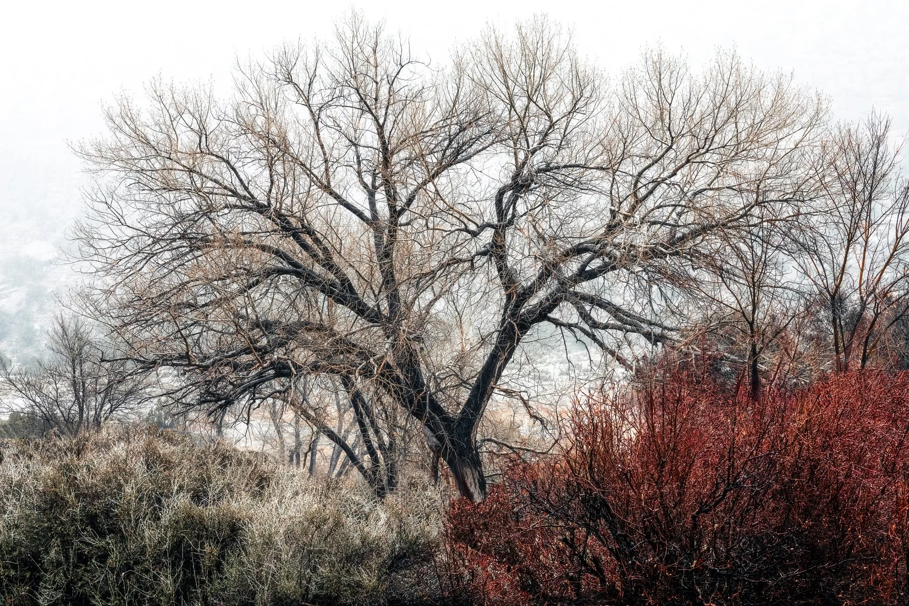 Cottonwood tree in Zion National Park: stunning winter scene, natural beauty, vibrant landscape.
  Cold, Tree  