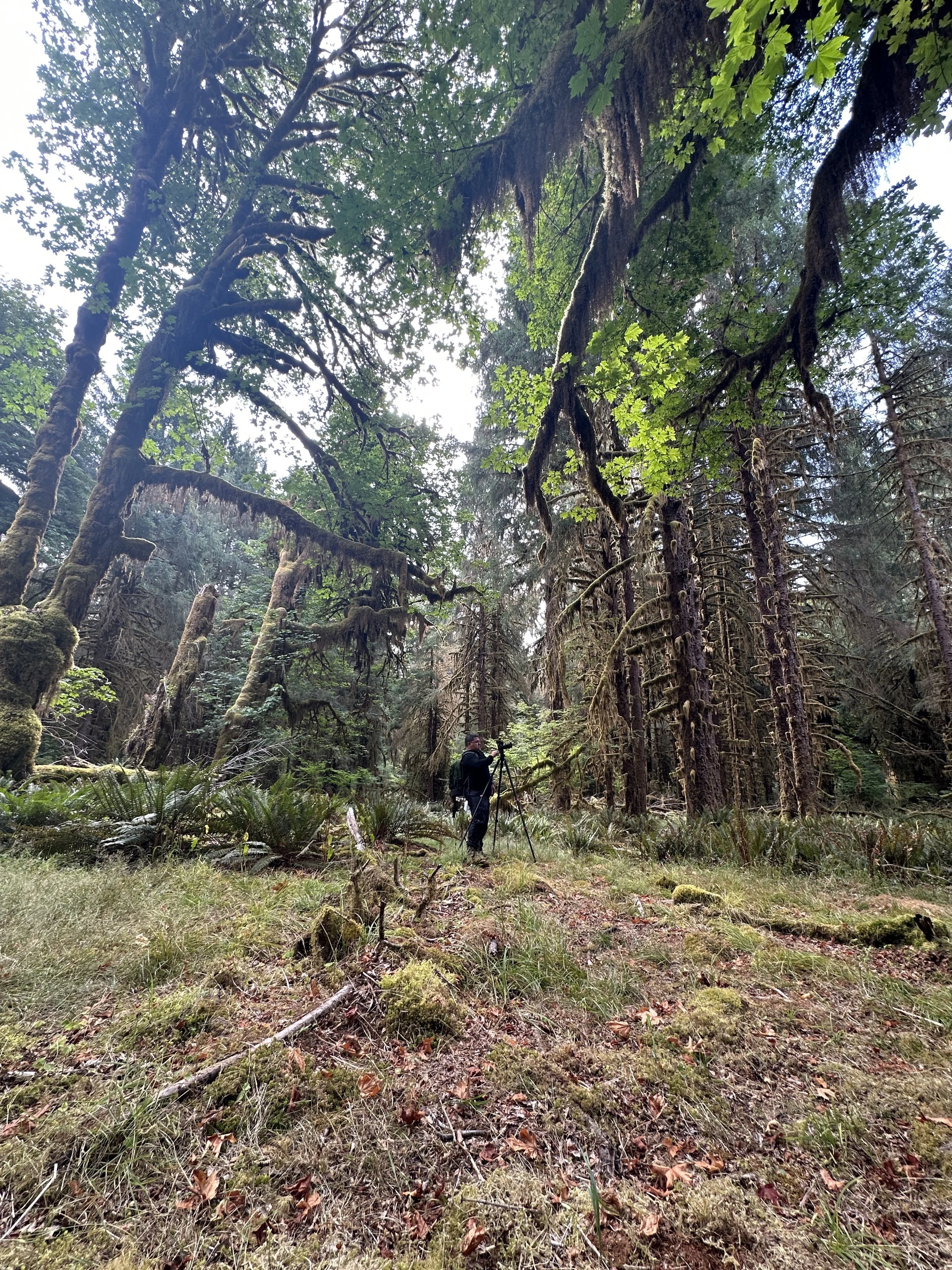 A person in a dark outfit with a backpack using a tripod to take photos in a lush, green forest filled with tall trees, moss, and dense vegetation.