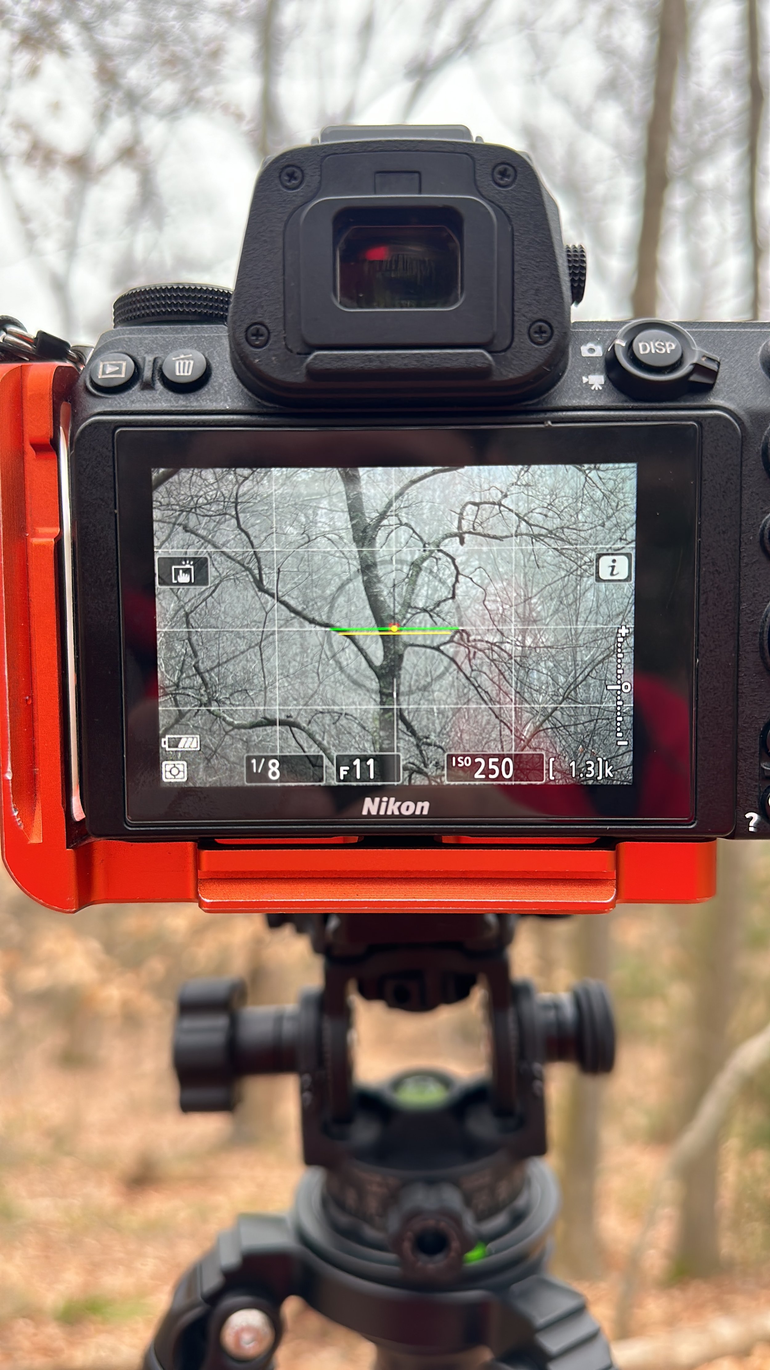 The image shows a Nikon digital camera mounted on a tripod outdoors, capturing a view of leafless trees in a forest or wooded area during late autumn or winter.