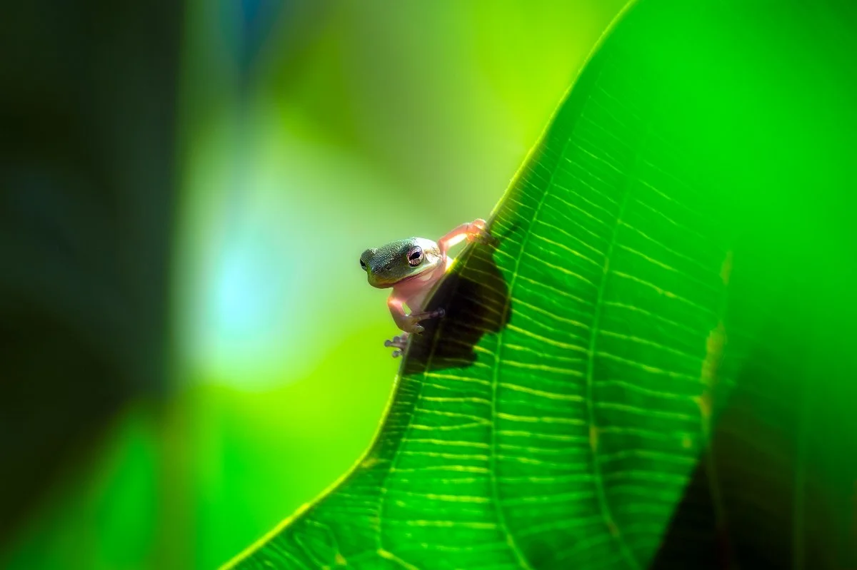 Close-up of a Tiny Green Tree Frog at Huntley Meadows Nature Preserve, Virginia: Vibrant Wildlife Photography, Nature Enthusiast's Delight, Stunning Frog Macro Shot.
  Wildlife  