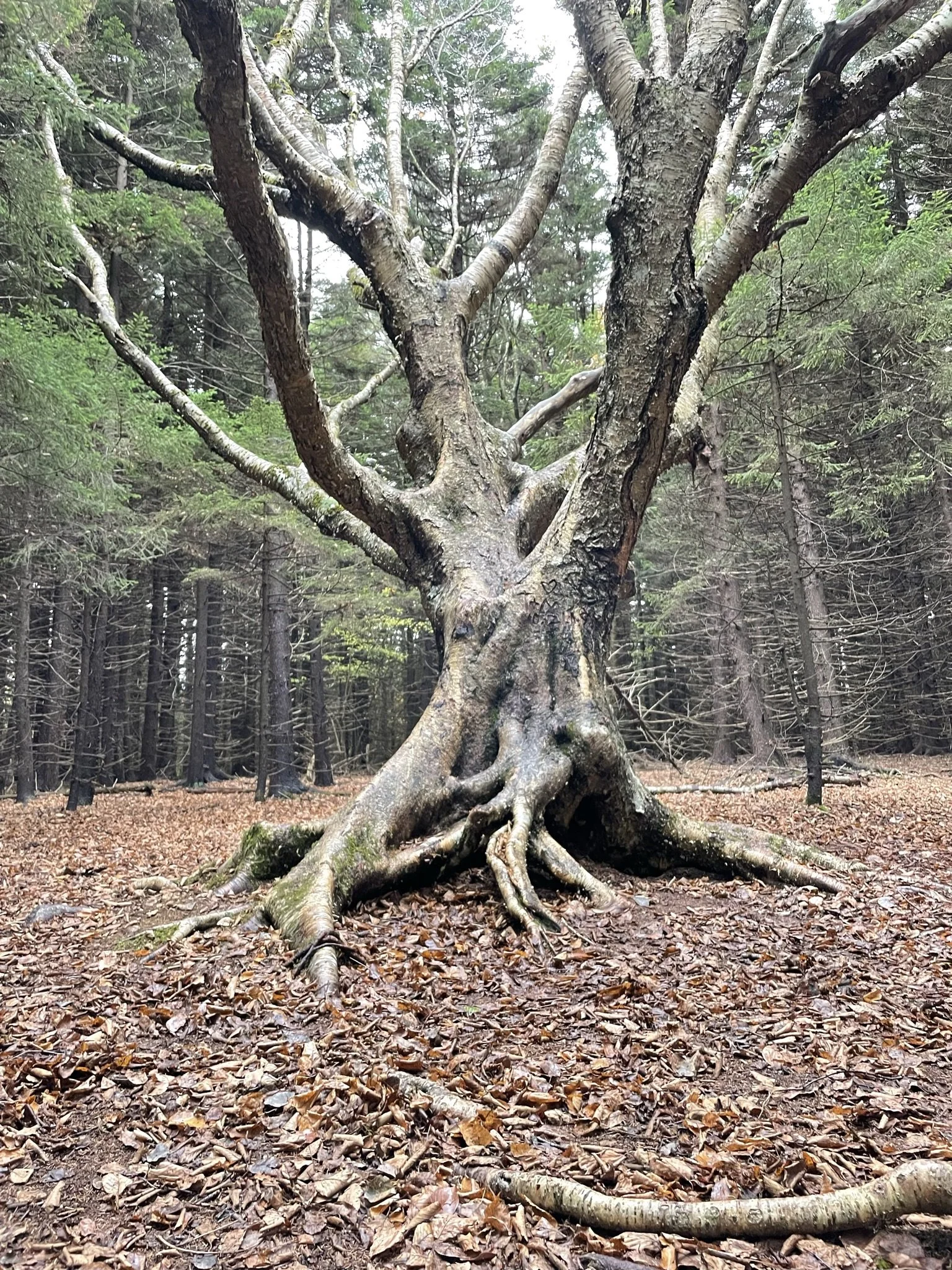 A large, old tree with twisted, exposed roots in a forest, surrounded by fallen leaves and dense trees in the background.