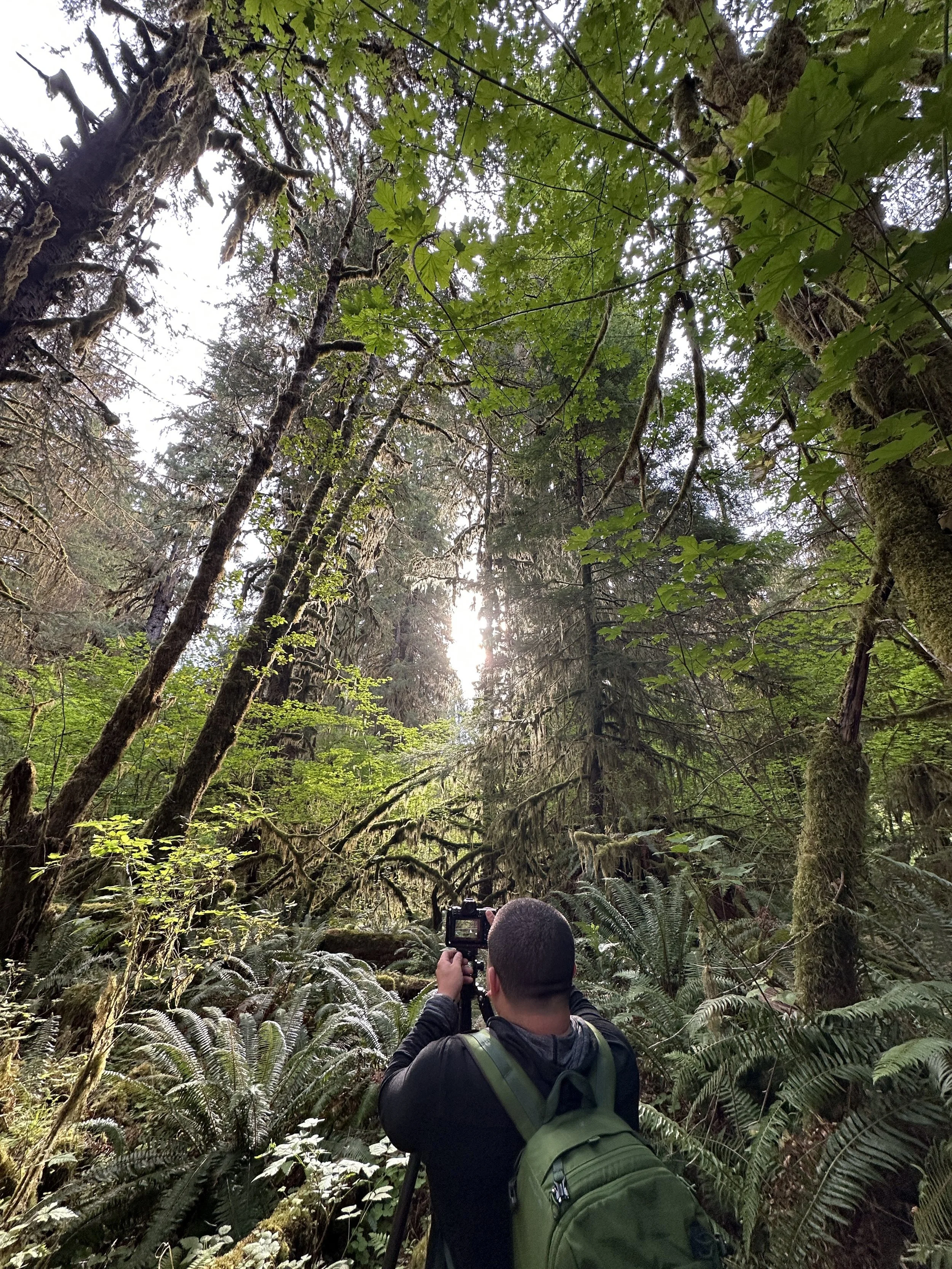 A person with a green backpack taking a photograph of a sunlit forest with tall trees and dense foliage.