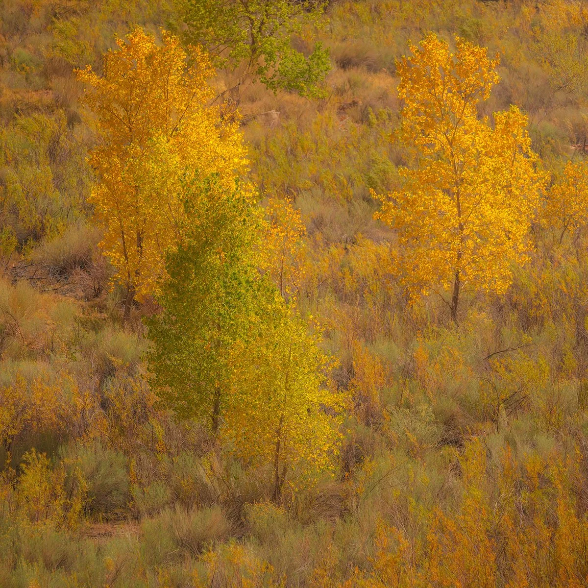Beautiful autumn scenery at Capitol Reef National Park!   Golden Hour, Light, Autumn,  