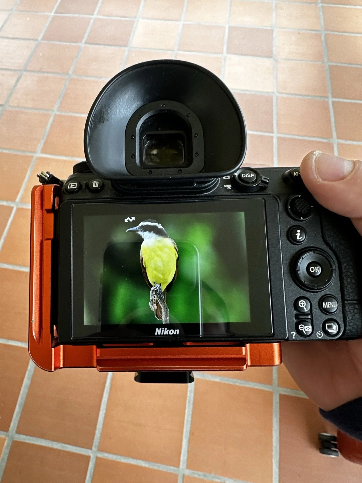 Close-up of a digital camera screen showing a yellow and black bird perched on a branch.