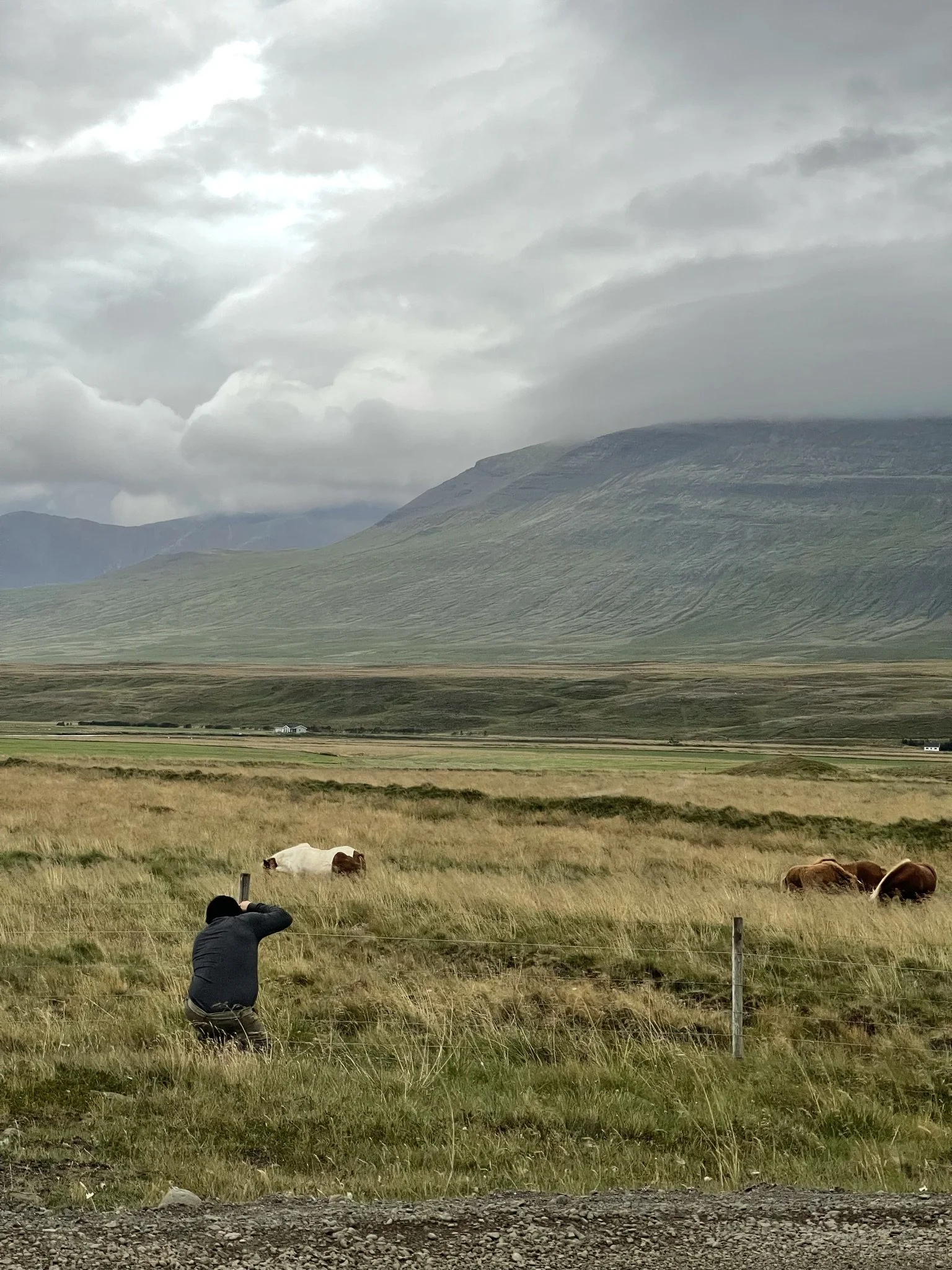 Man taking a photograph of cows grazing in a grassy field with mountains and cloudy sky in the background.