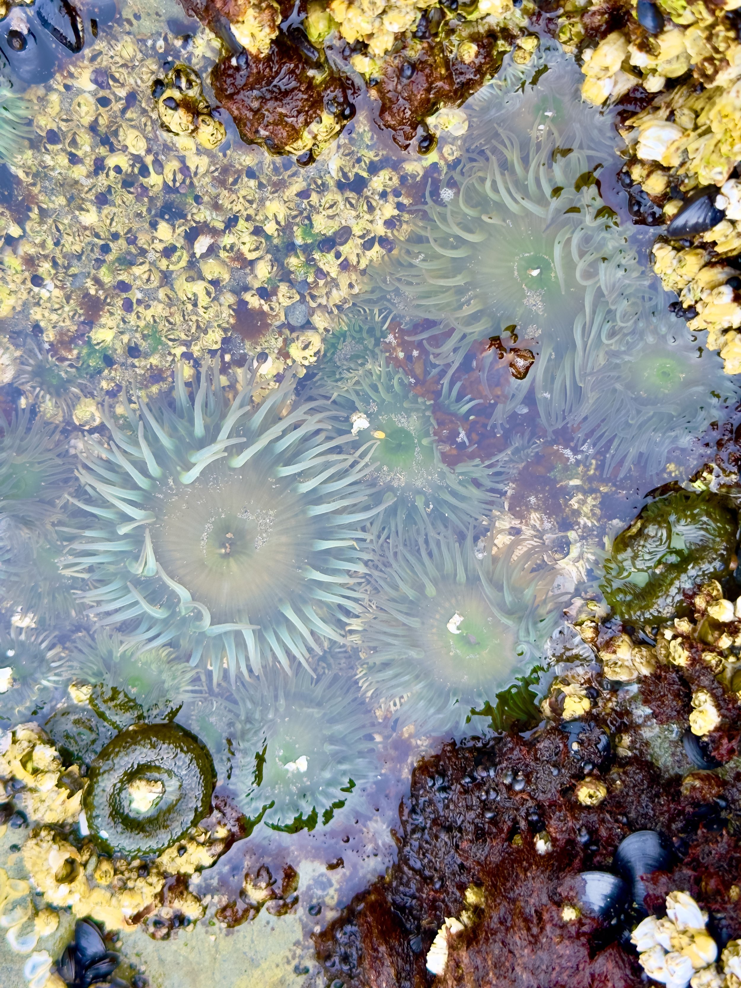 Colorful tide pool featuring sea anemones, barnacles, mussels, and various marine life attached to rocks.
