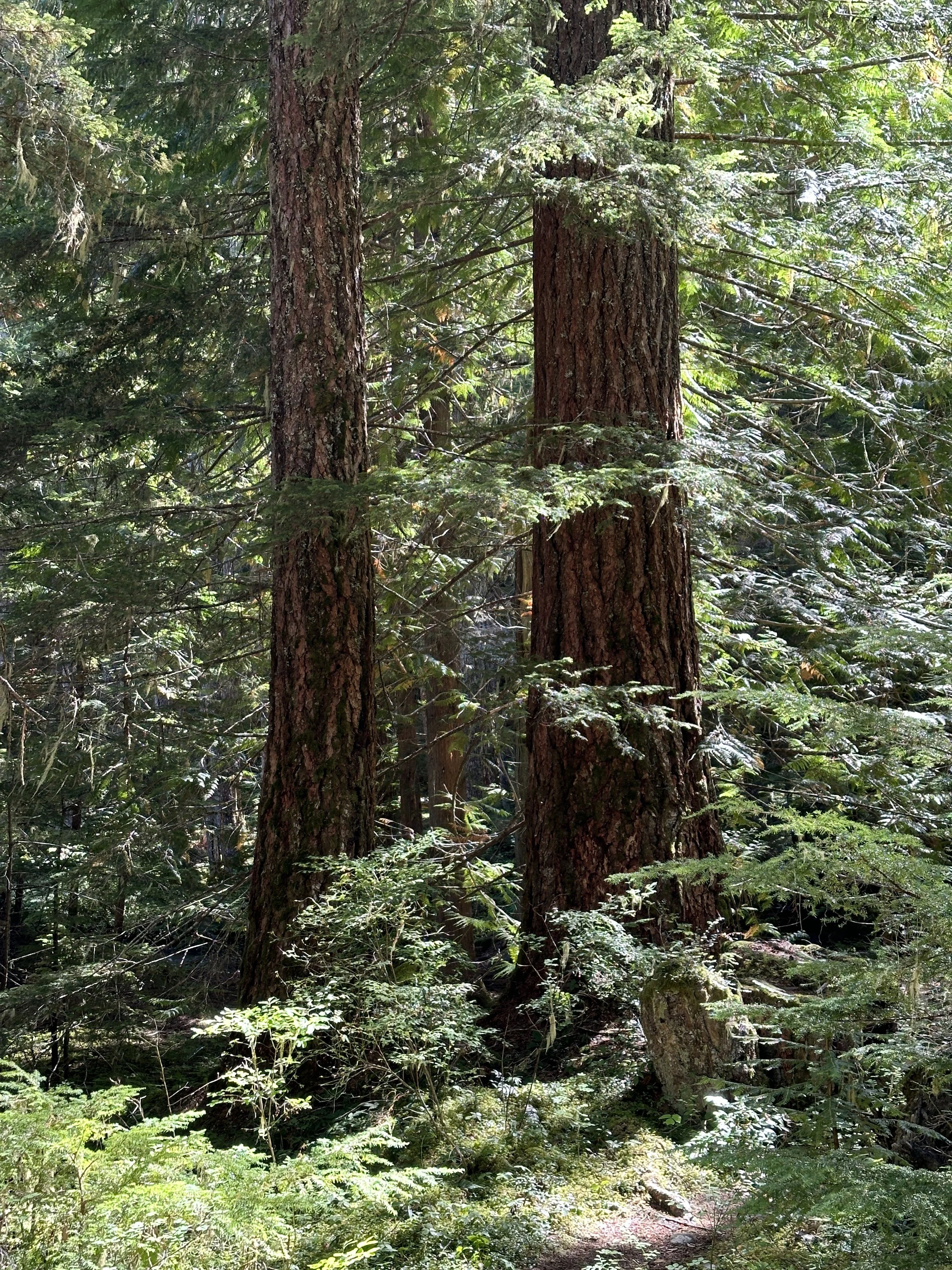 A dense forest scene with tall pine trees and lush green undergrowth