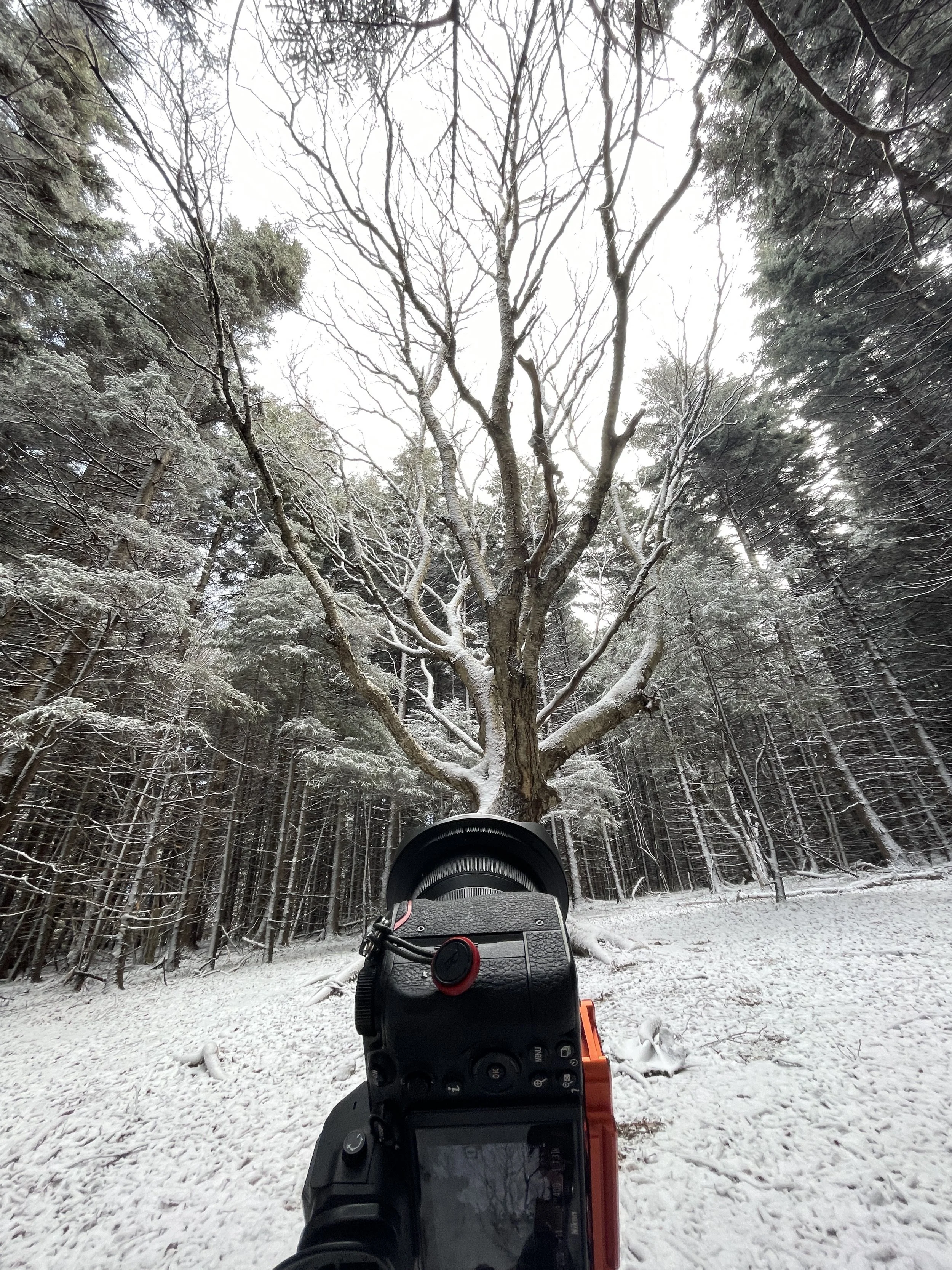 A camera pointed at a snow-covered tree in a forest.