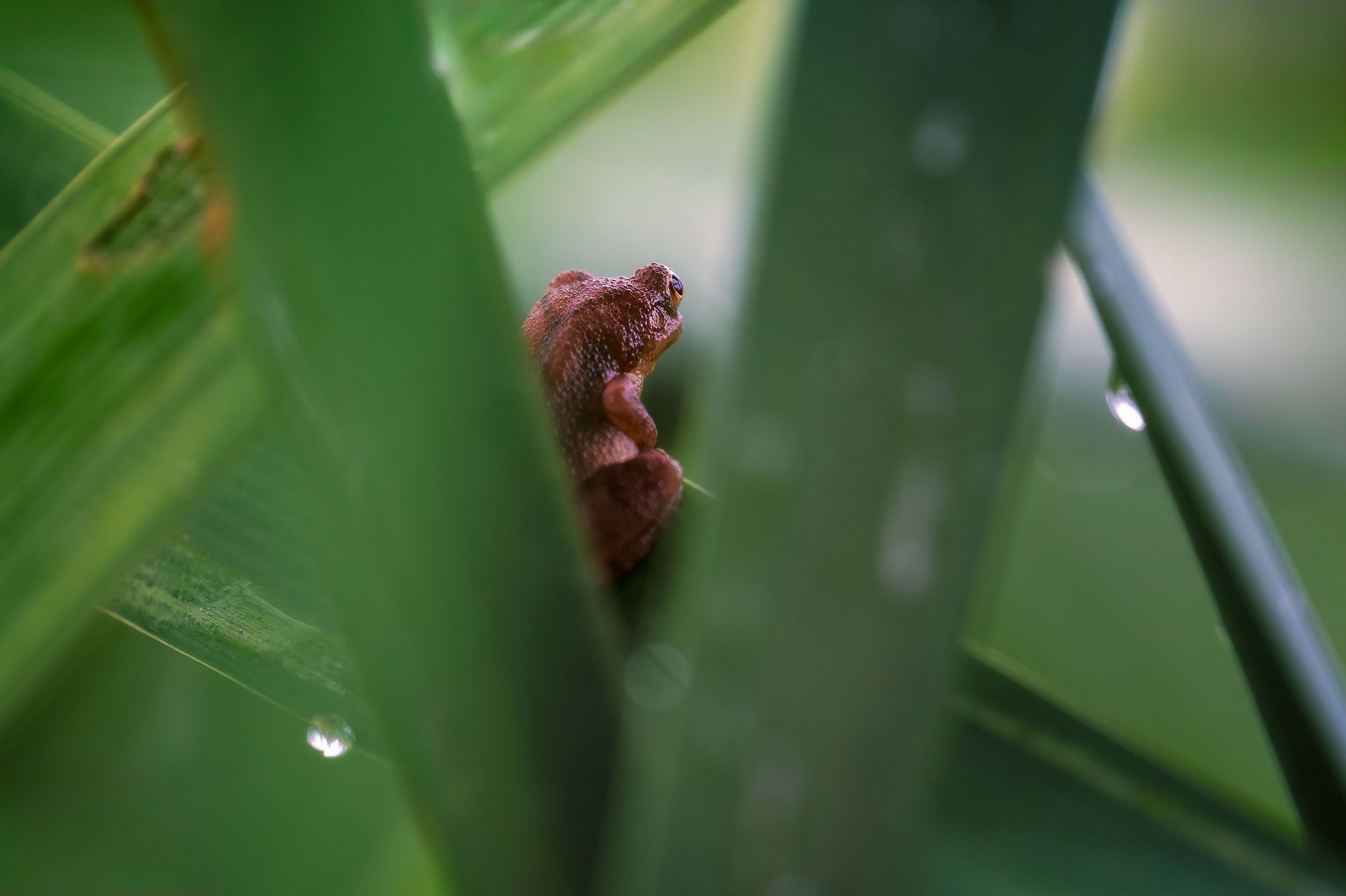 Spring Peeper Frog in Huntley Meadows:
Spring Peeper frog nestled in green leaves in Huntley Meadows, Virginia.
  Wildlife  
