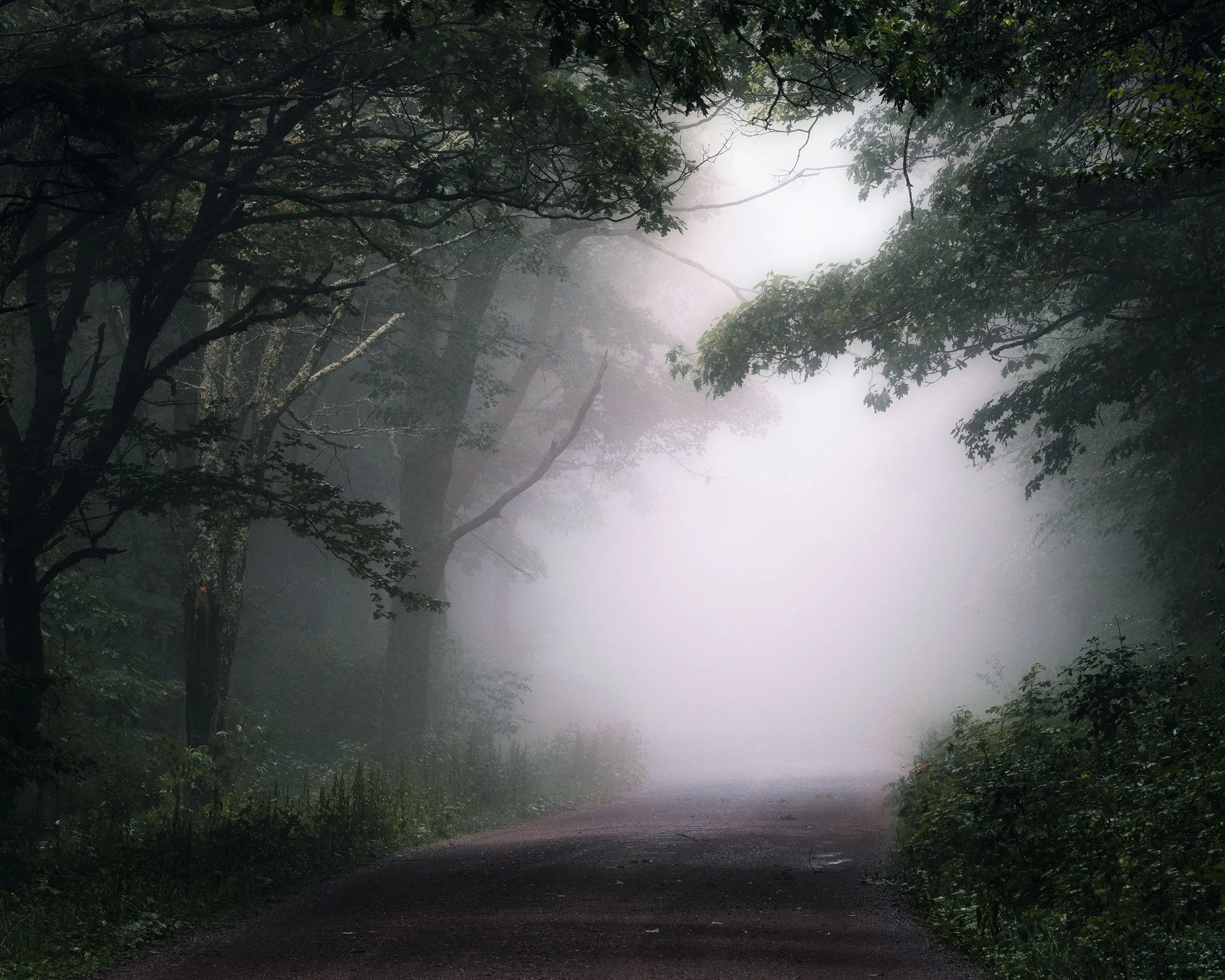 Misty forest in Spruce Knob, West Virginia: enchanting landscape, serene path.
  Atmospheric, Intimate Landscapes, Light  