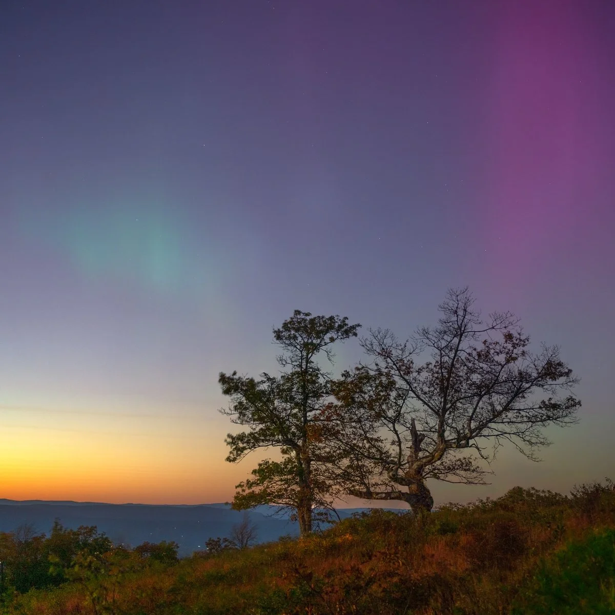 Aurora borealis over Shenandoah National Park with silhouetted trees against a twilight sky, captured in 2024