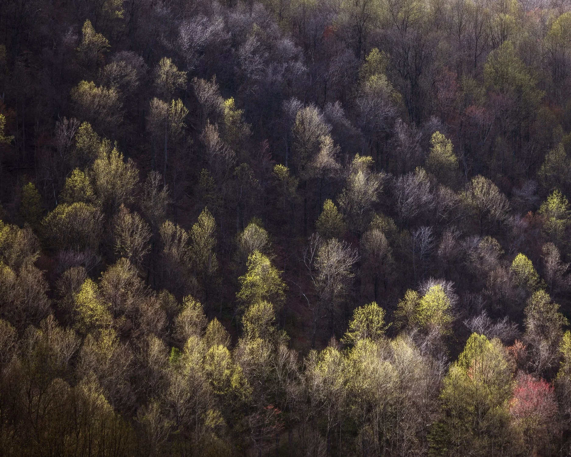 Abstract Early Spring Foliage in Shenandoah National Park: Golden Light Illuminating Spring's Translucent Leaves.
  Light, Intimate Landscapes  