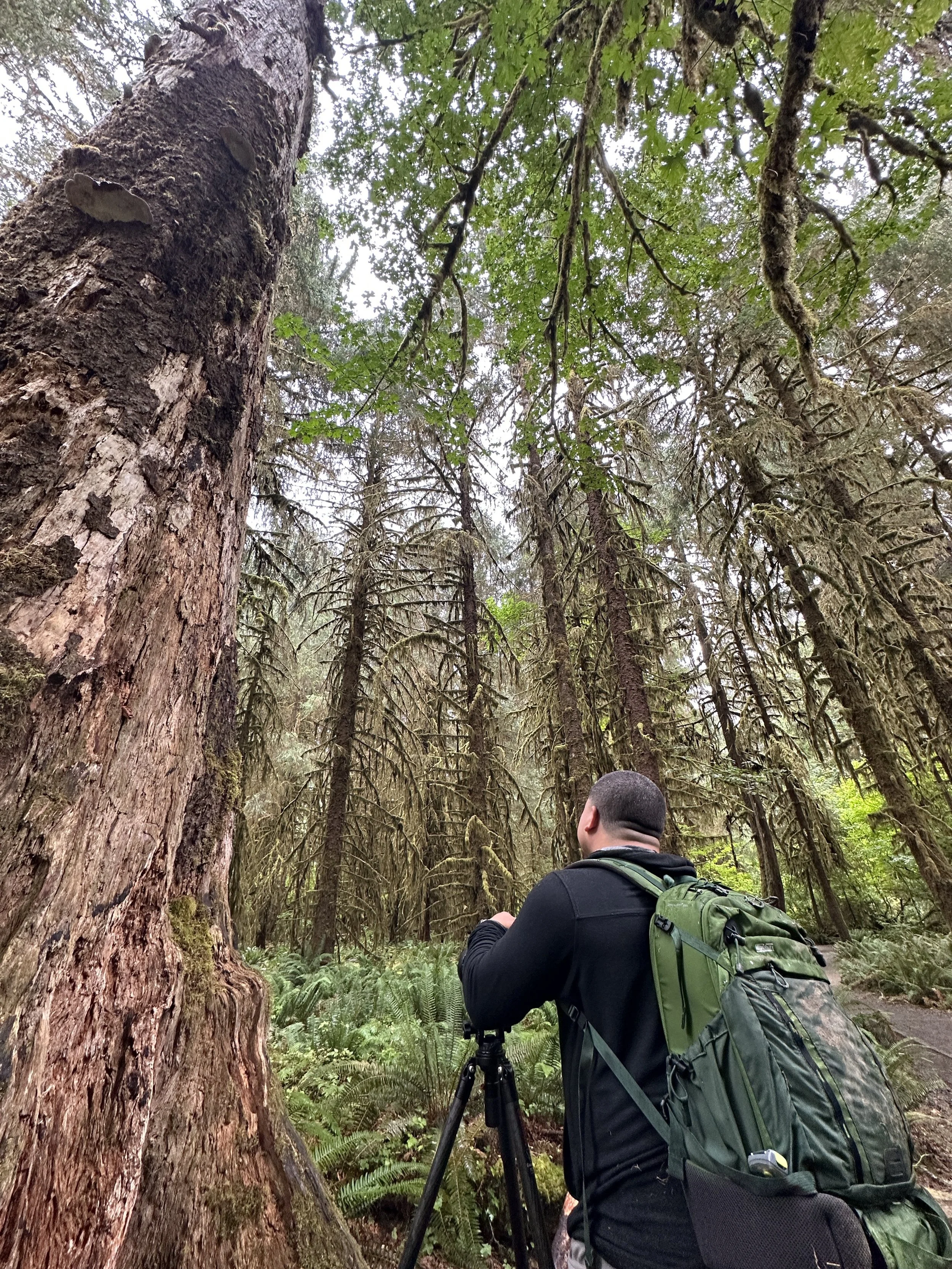 A person with a green backpack and black hoodie taking photos or videos with a camera on a tripod in a dense forest with tall trees and lush green undergrowth.