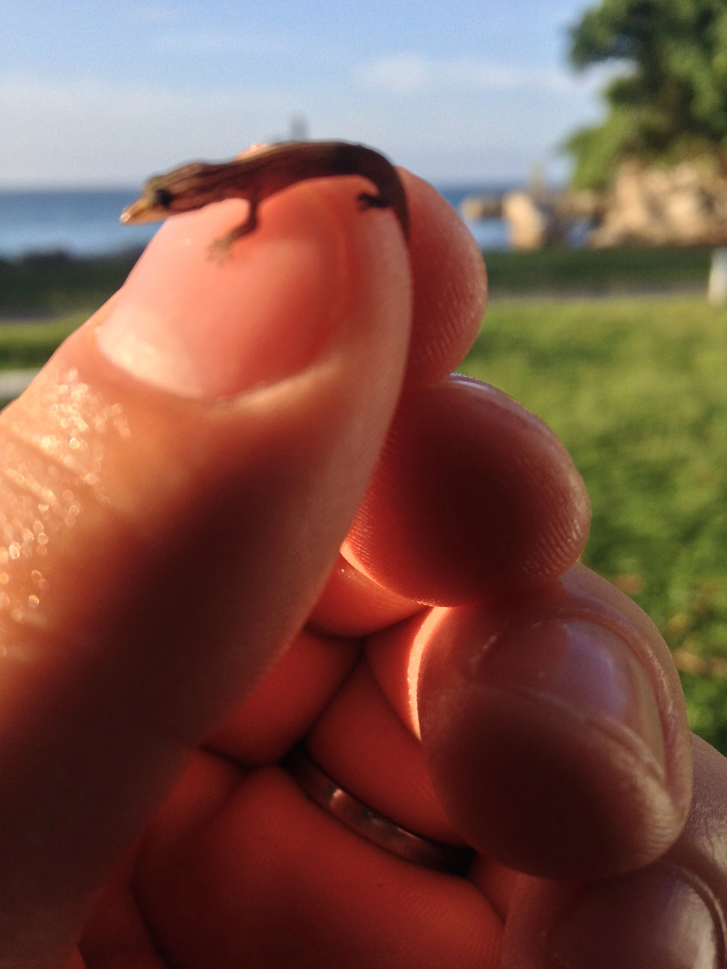 A small lizard perched on a person's finger with a scenic outdoor background of water, grass, and trees, under a clear sky.