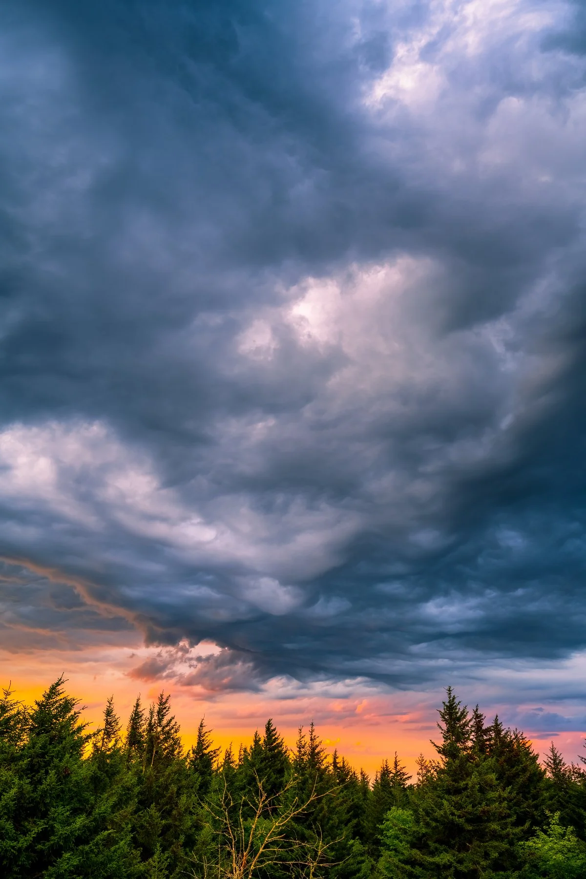 Sunset after a passing storm in Spruce Knob, West Virginia, showcasing dramatic clouds and vibrant colors.
  Tree, Golden Hour  