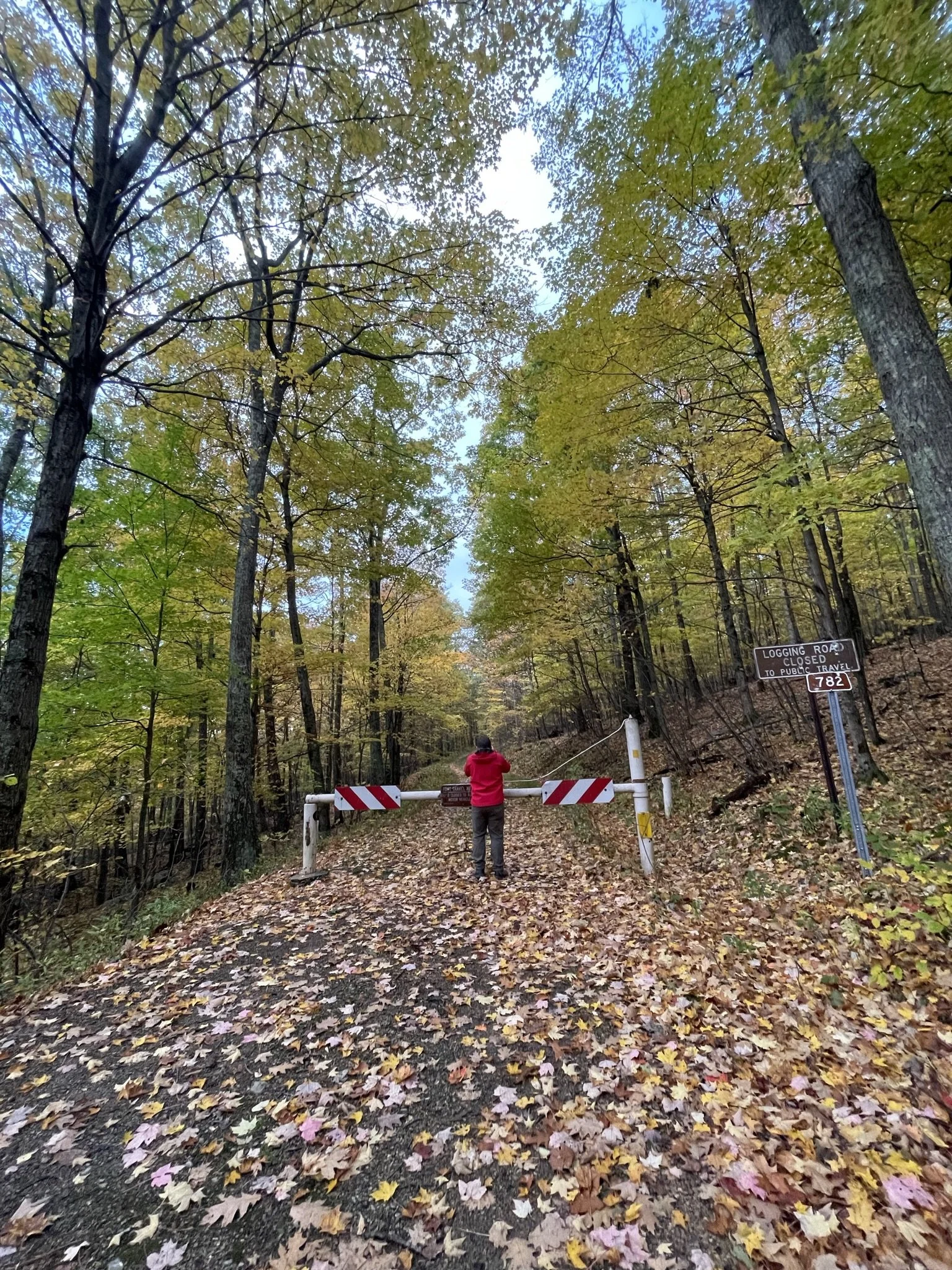A person in a red jacket standing in front of a closed gate on a dirt road surrounded by autumn trees with fallen leaves.