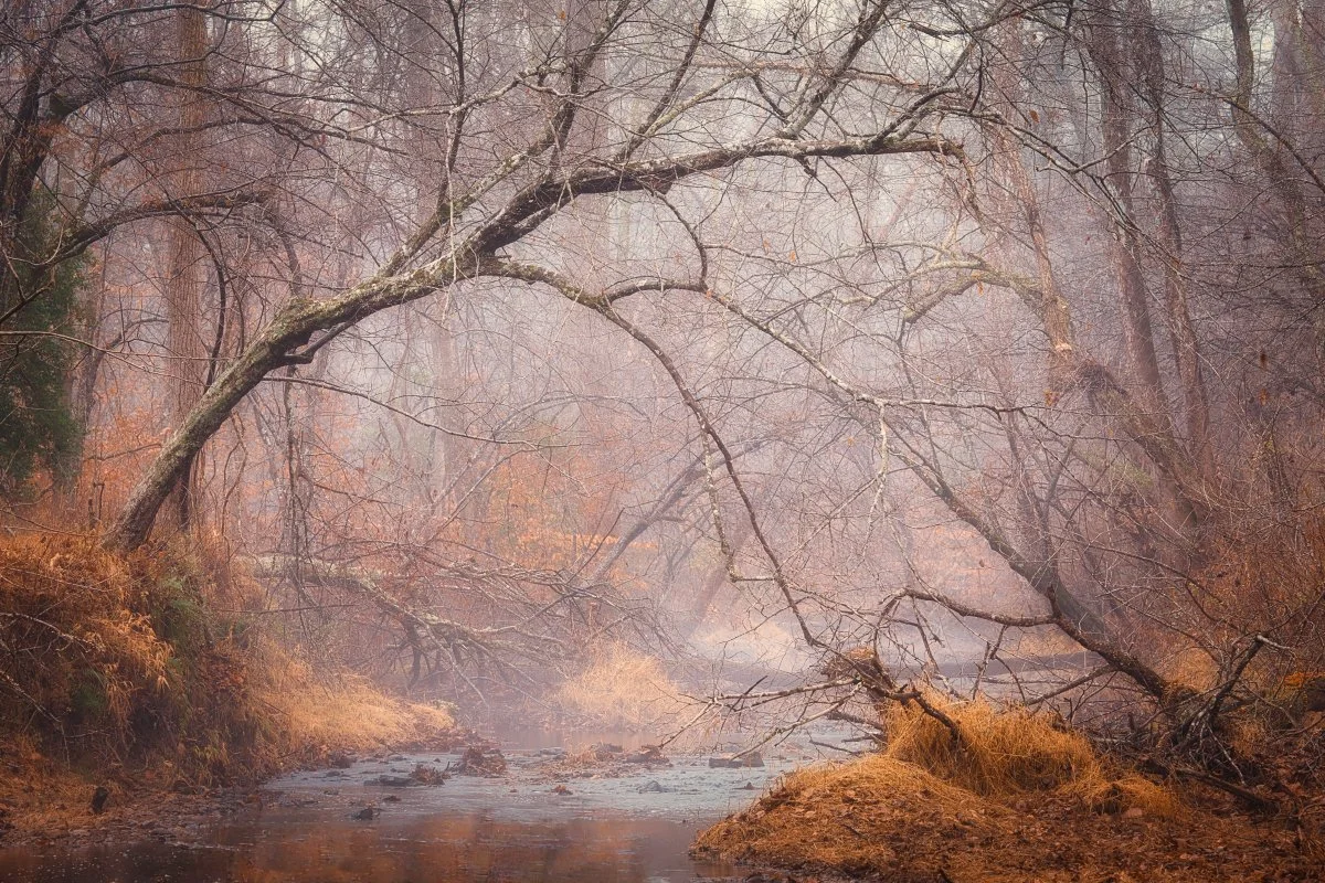 Misty Woods in Prince William Forest, Virginia: Serene Creek, Autumn Colors, Peaceful Nature Scene.
  Autumn, Atmospheric, Tree  