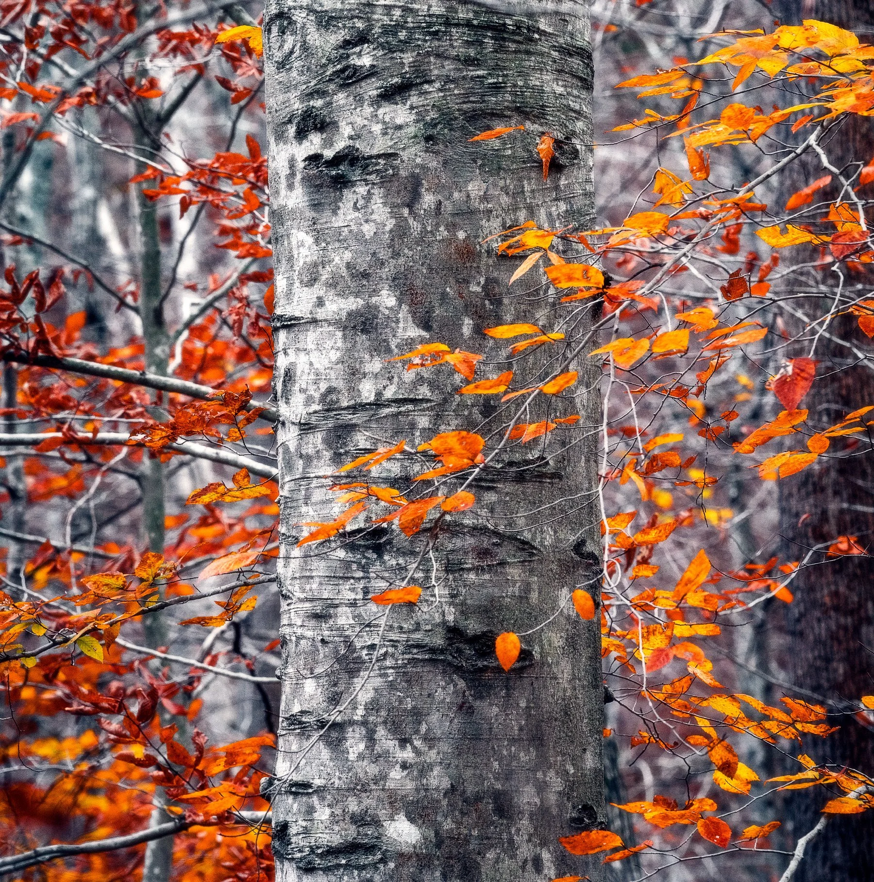 Vibrant beech tree in Prince William Forest, Virginia, with striking autumn foliage.
  Autumn, Tree, Intimate Landscapes 