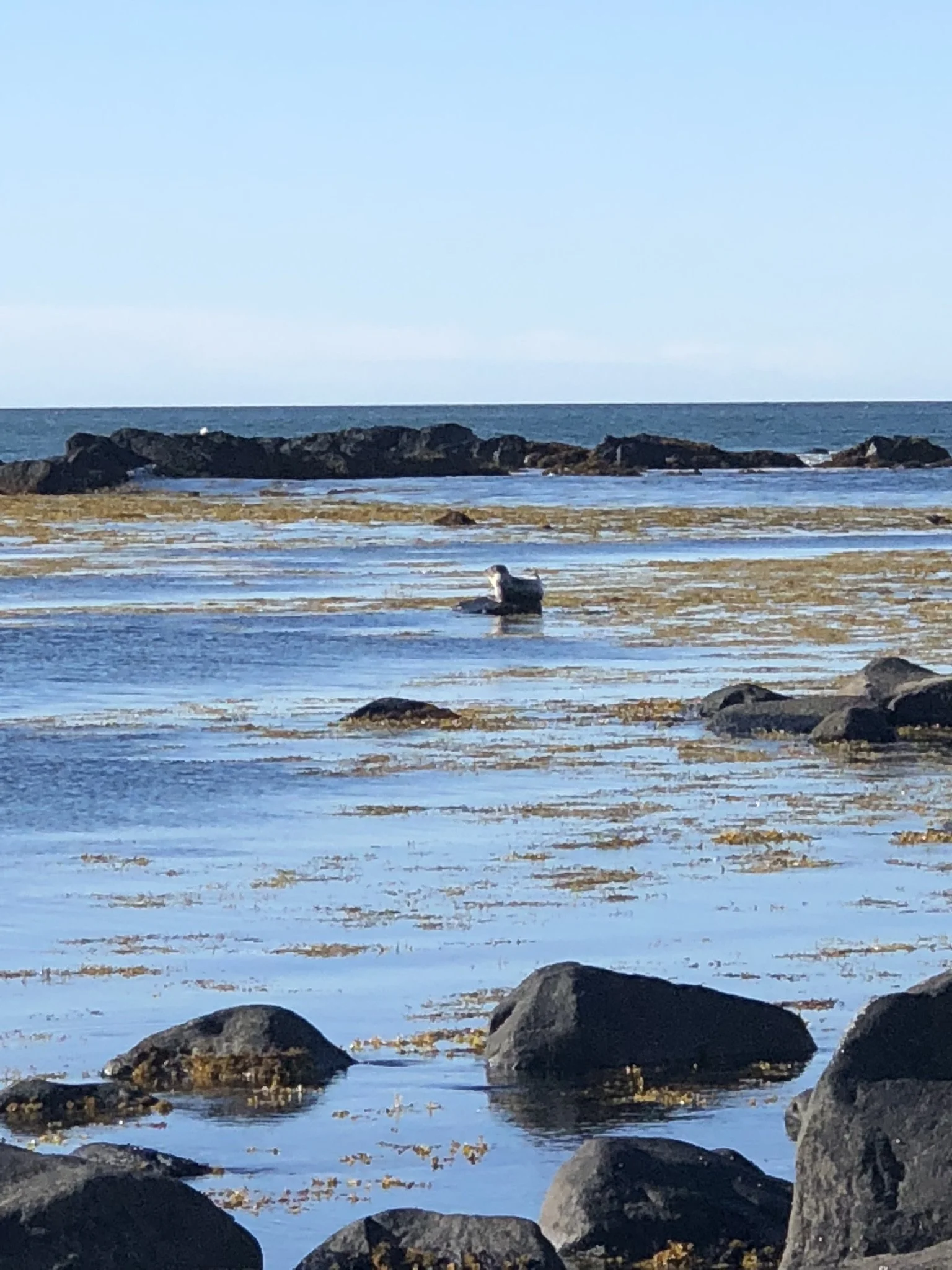 A seascape with rocks and tidal pools, a bird sitting on one of the rocks, and the open ocean in the background under a clear blue sky.