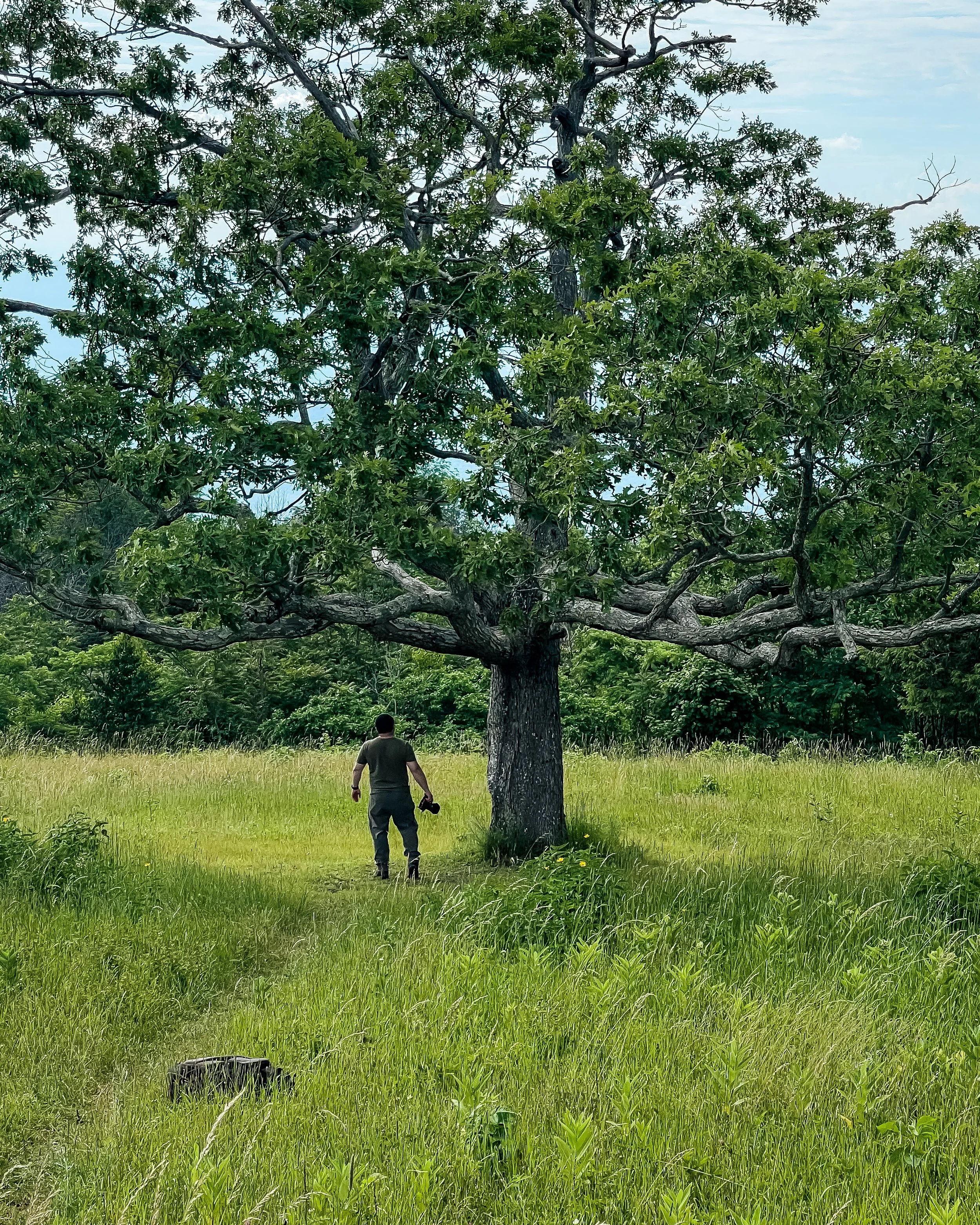 A person walking away from the camera in a grassy field, holding a camera, near a large tree with green leaves.