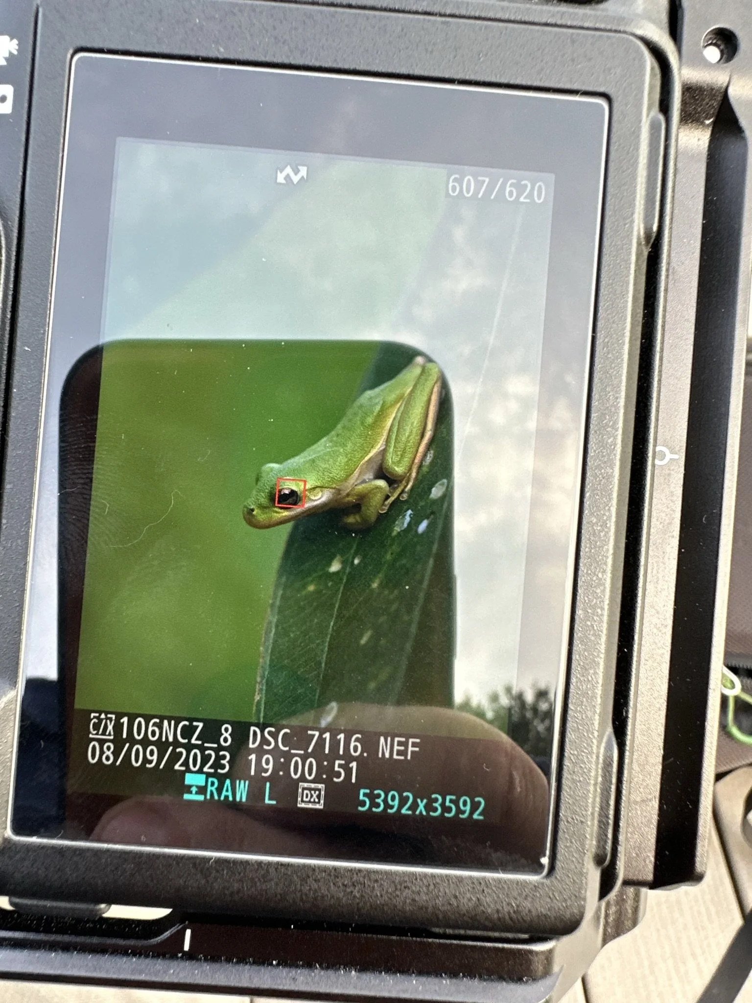 Close-up photo of a digital camera screen displaying an image of a green tree frog perched on a leaf.