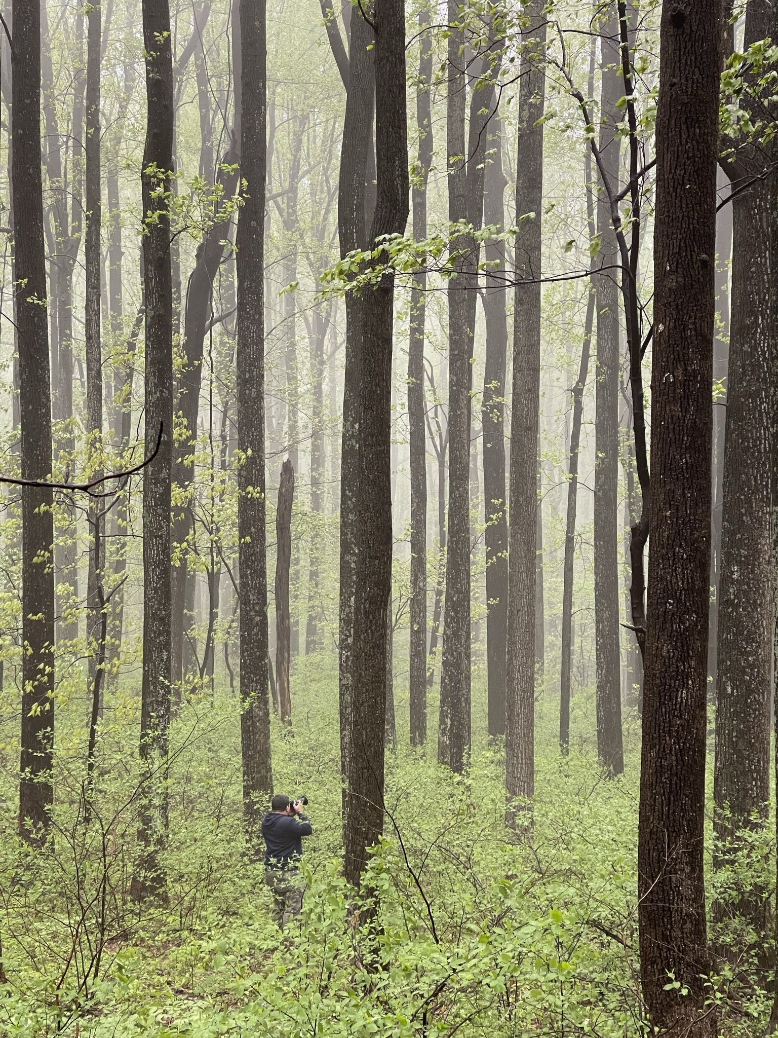 A person standing in a lush, green forest with tall trees and fog, taking a photograph with a camera.