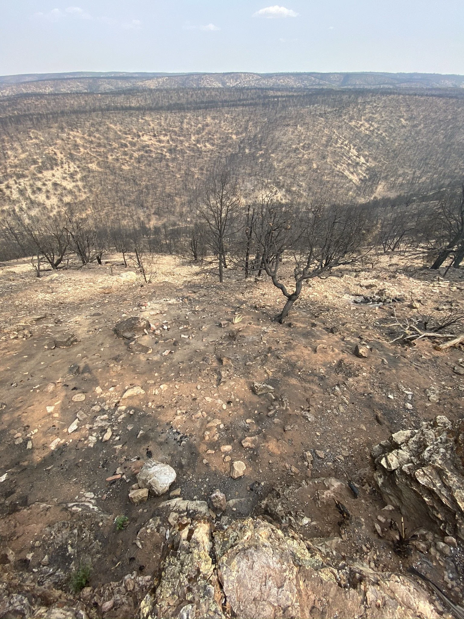 Charred landscape with burned trees and rocky ground, showing the aftermath of a wildfire.