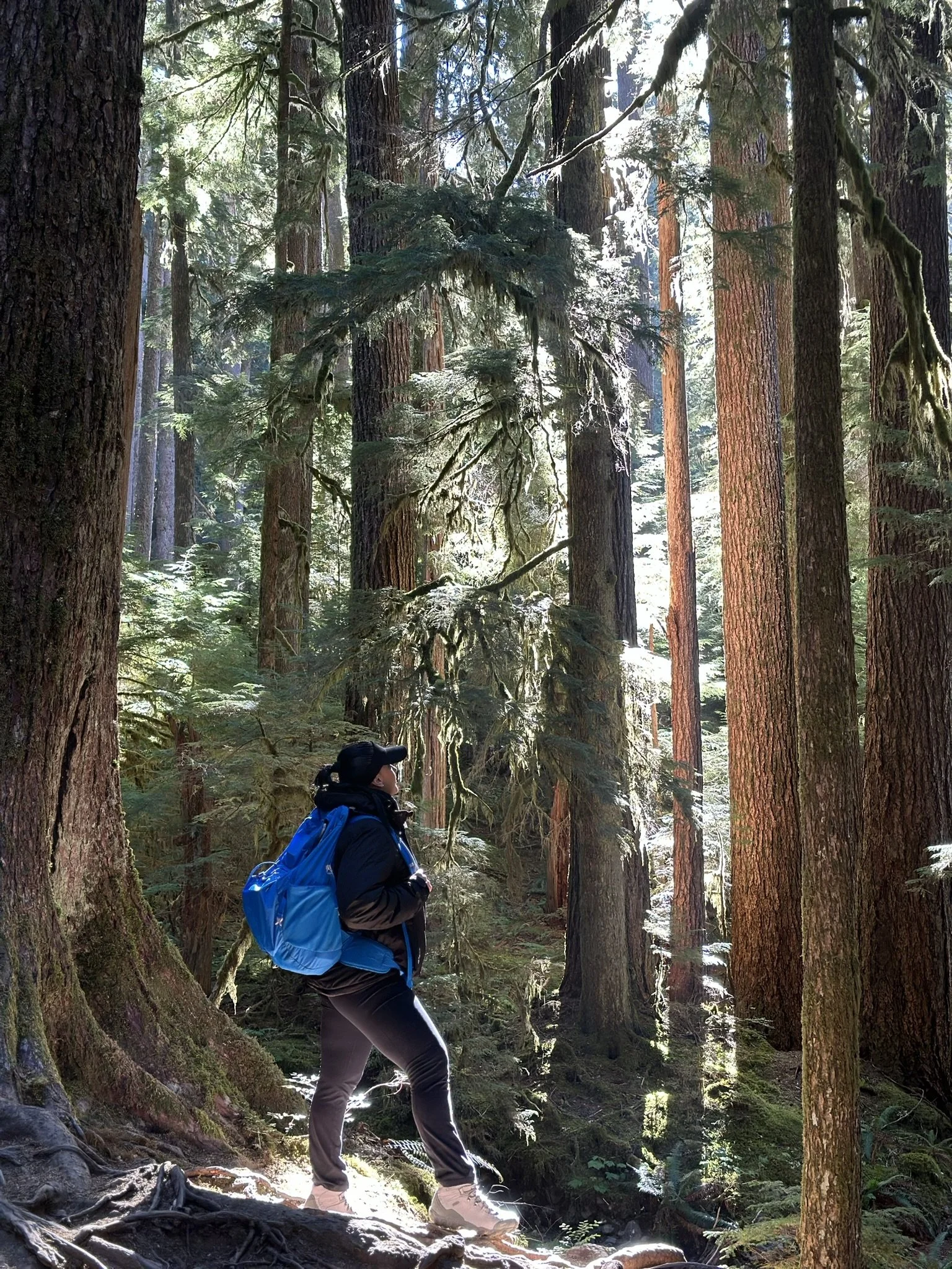 A person hiking in a dense forest with tall trees and sunlight filtering through the branches.