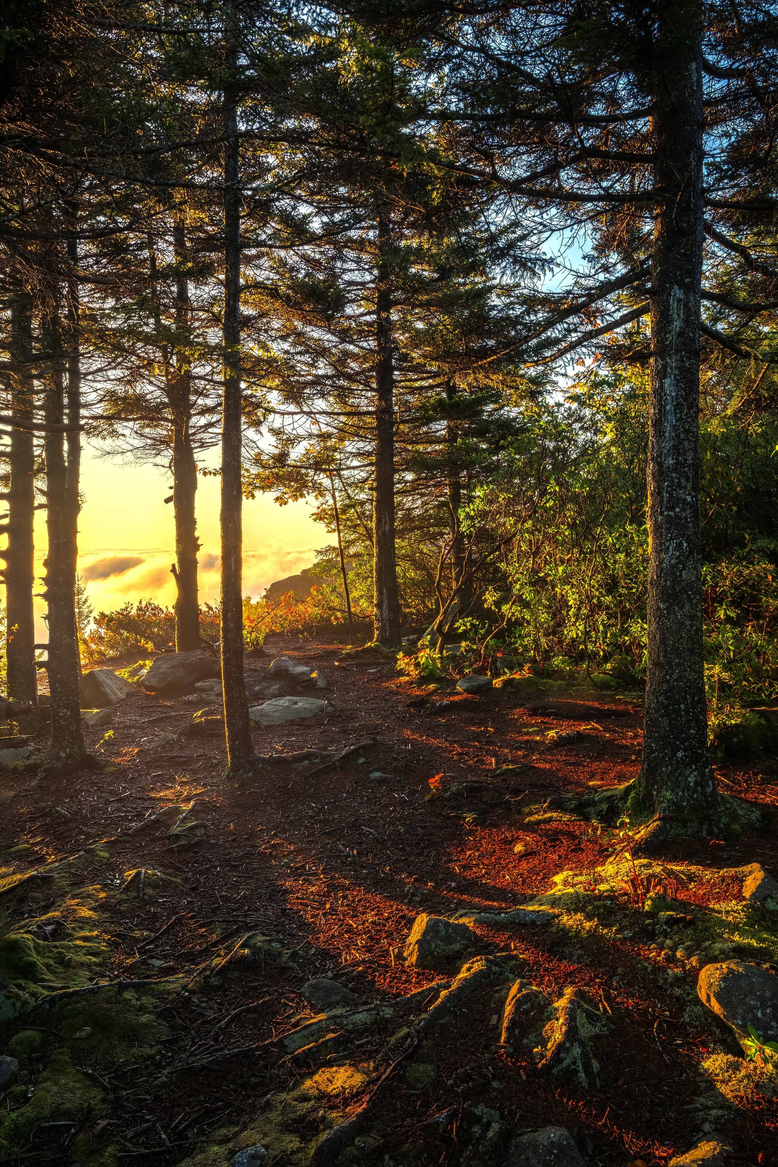 Watching the sunrise at Dolly Sods, West Virginia   Golden Hour, Light, ,Atmospheric  