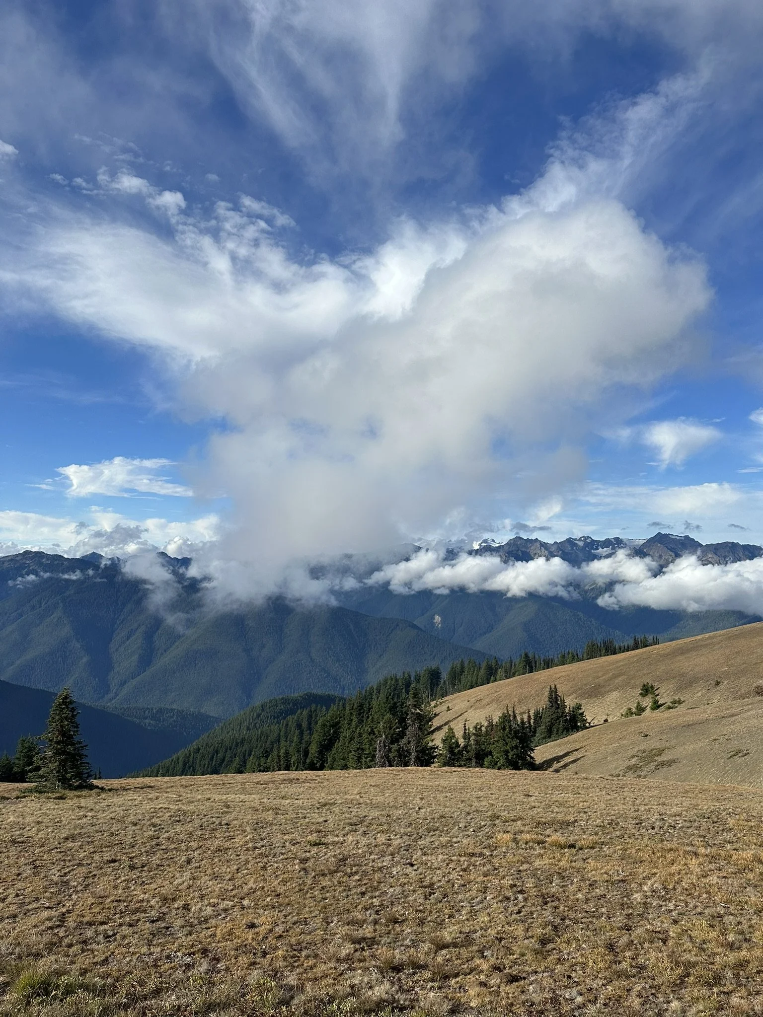 Scenic mountain landscape with rolling grassy hills, green pine trees, and a range of mountains in the distance under a partly cloudy blue sky.