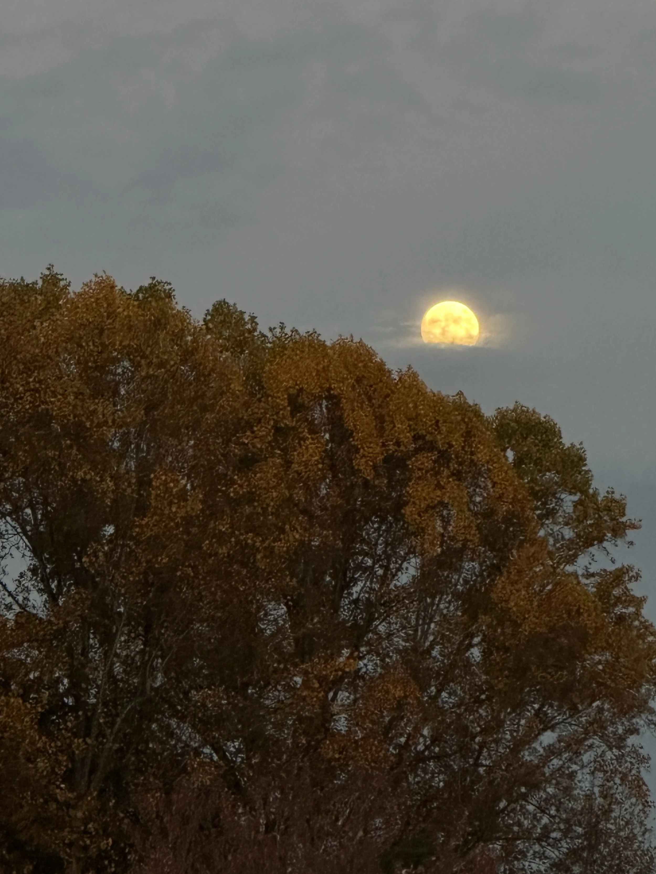 Full moon rising behind a large tree with autumn-colored leaves, clouds in the sky.
