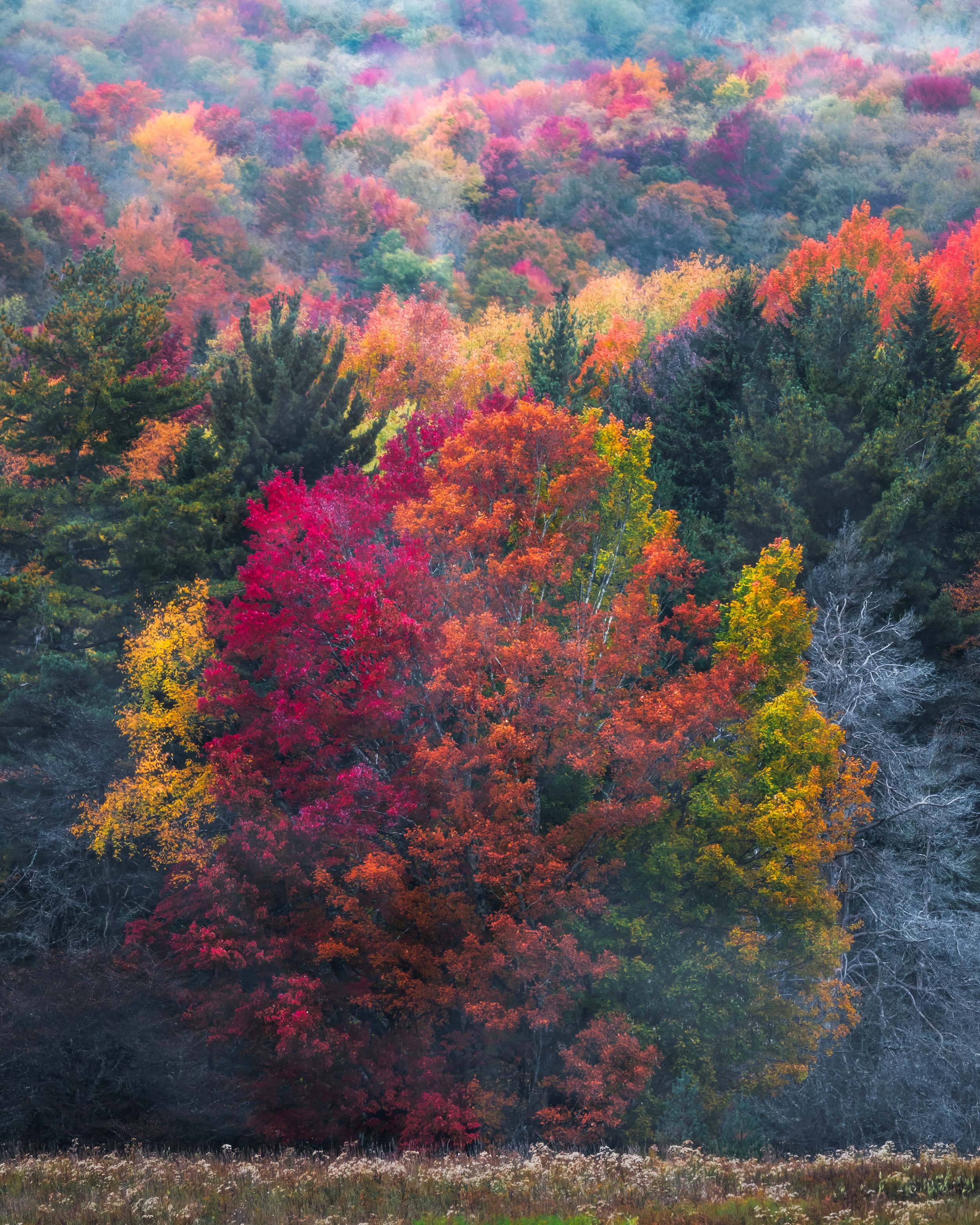 Looks like this tree in Canaan, West Virginia, is having a bit of an identity crisis this fall!  Atmospheric, Autumn, Intimate Landscapes  