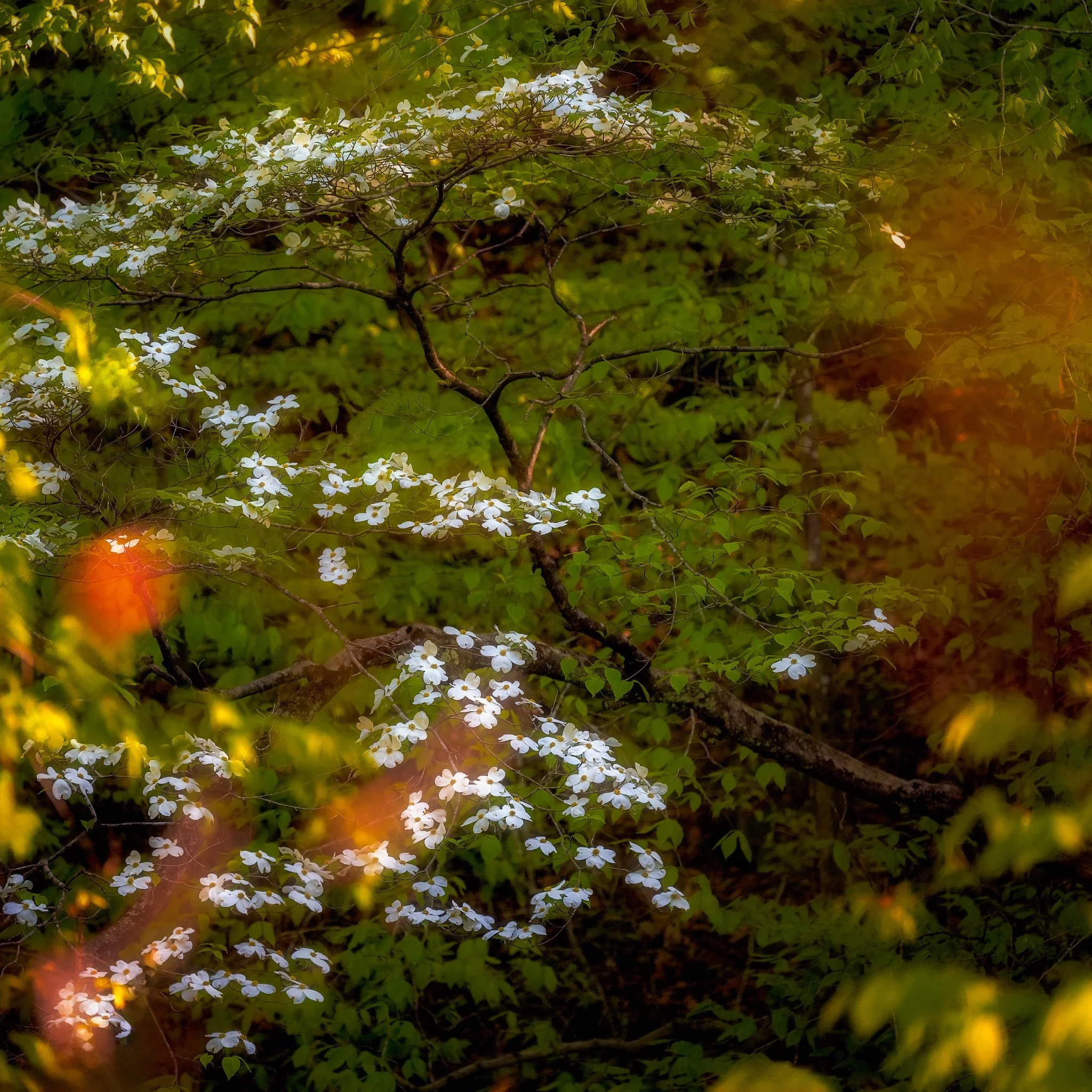 Dogwood Delight: Embracing Spring's Radiance in Blooming Forest.
  Light, Intimate Landscapes  