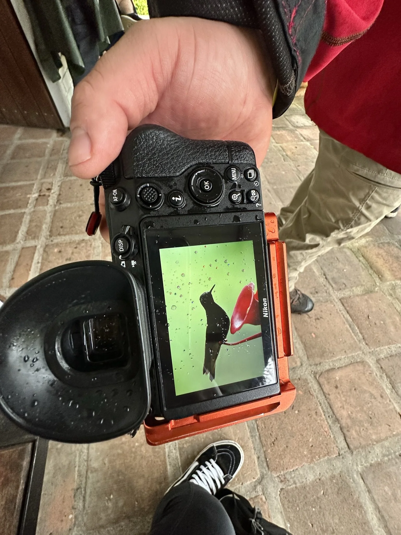 A person holding a Nikon digital camera displaying a photo of a hummingbird and a red flower on its screen, standing on a brick floor.