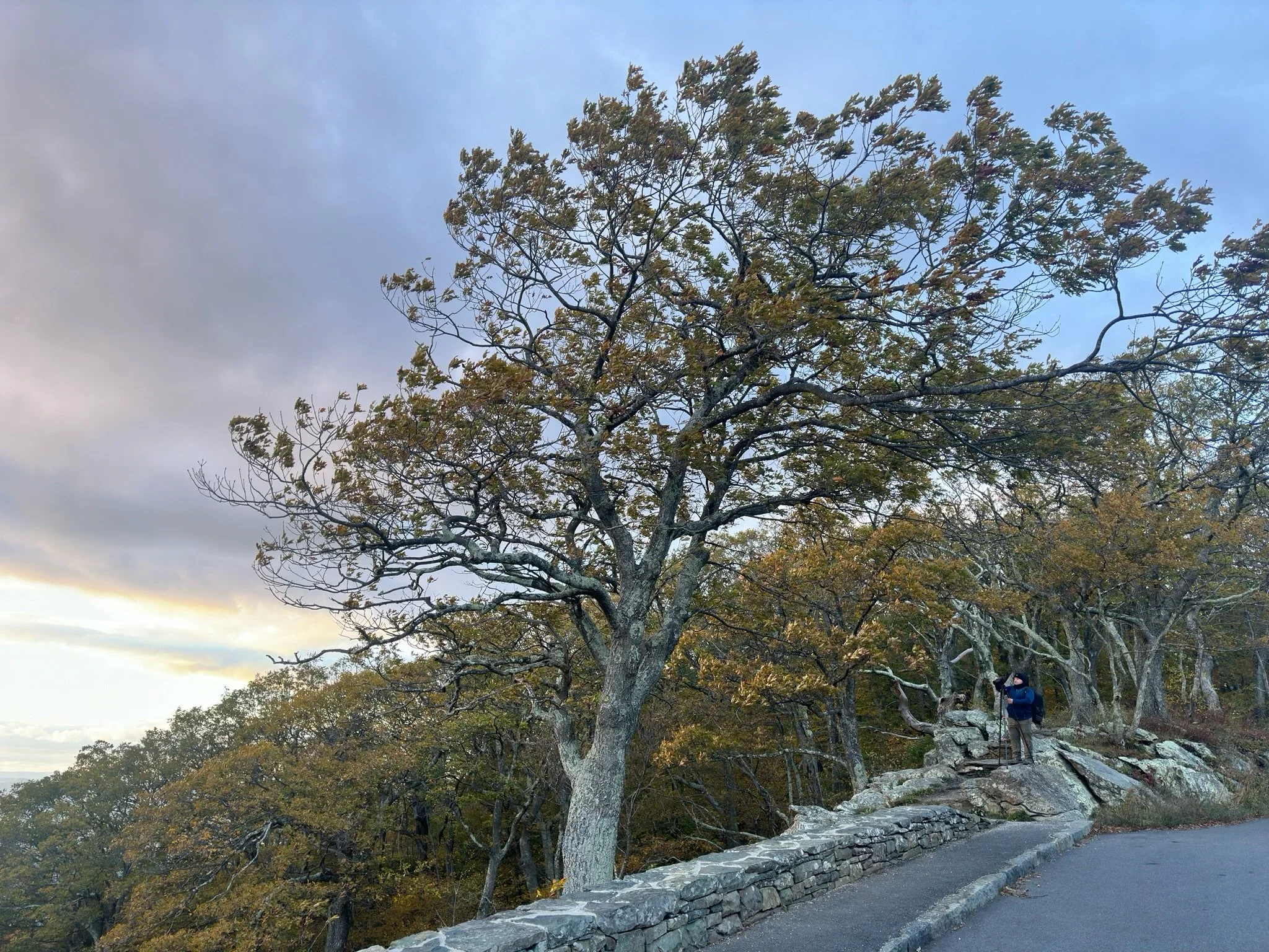 A person standing on a rocky ledge next to a large tree with autumn leaves, overlooking a forested landscape with cloudy sky.