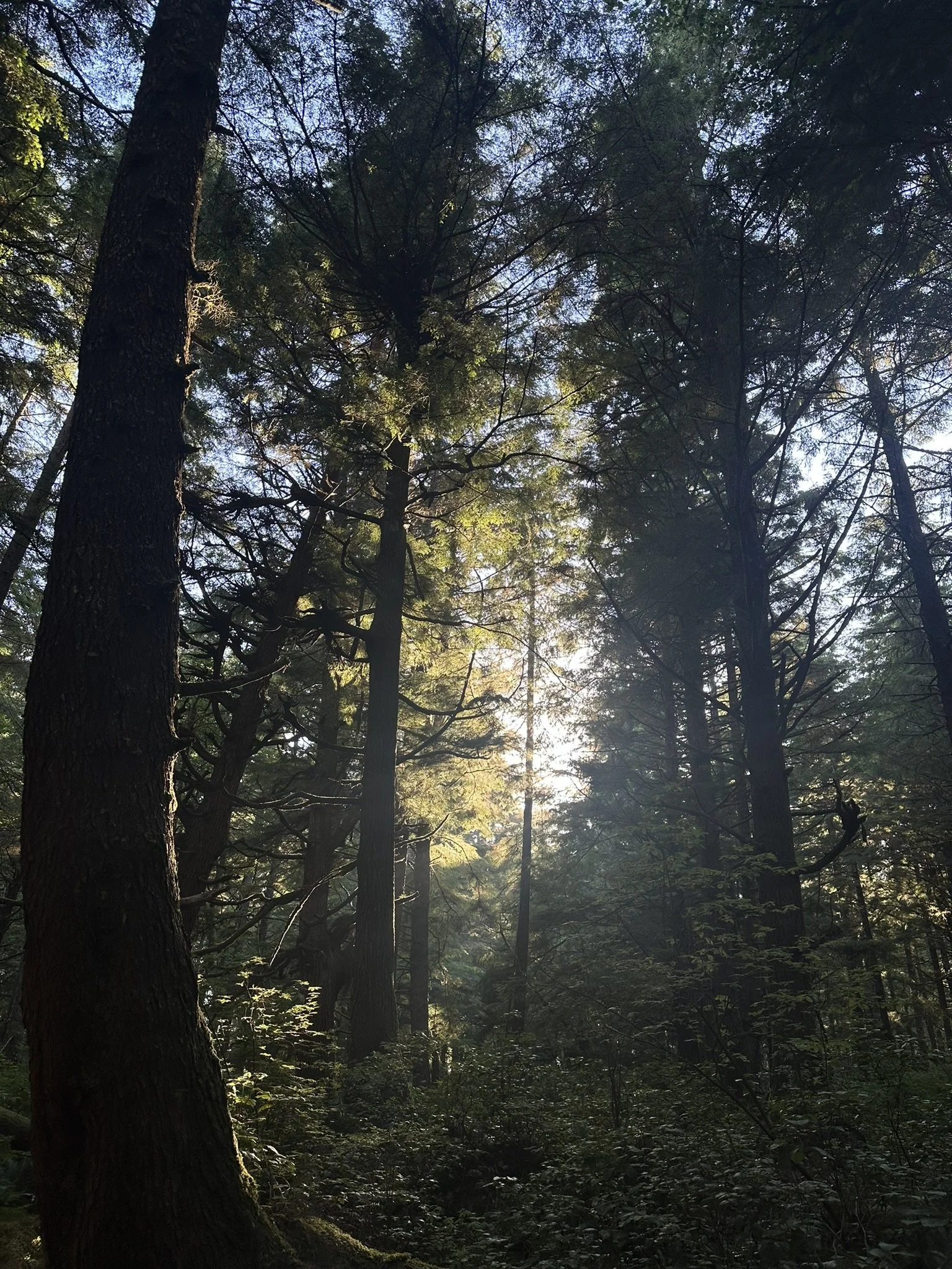 Tall trees in a forest with sunlight shining through the branches and foliage.