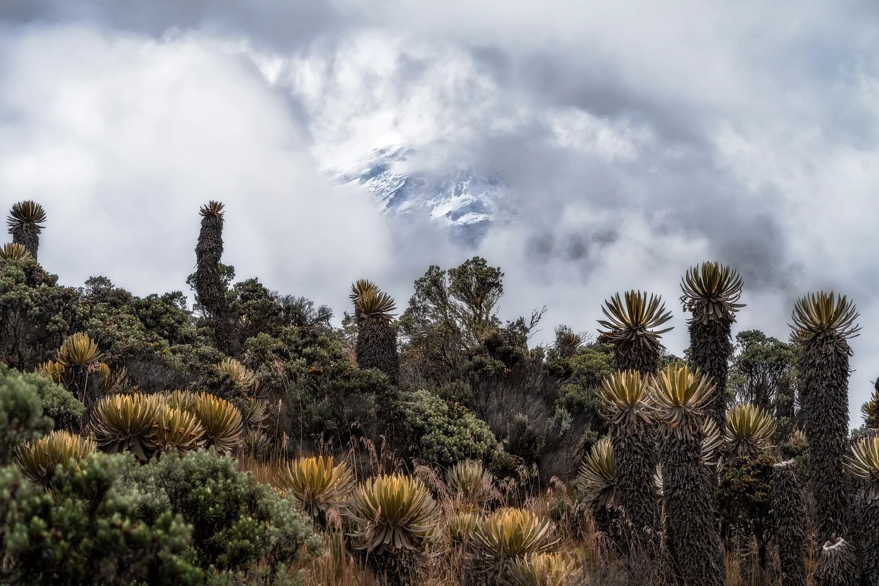 Los Nevados Colombia: Unique Frailejón Flora, Snow-Capped Mountains, Misty Landscape.  Atmospheric, Cold  
