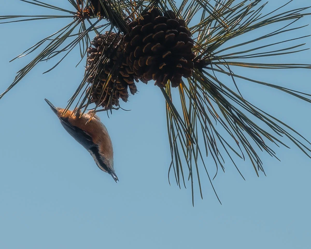 Nuthatch in Shenandoah National Park: Captivating Bird Photography, Pine Tree, Natural Wildlife Scene.
  Wildlife  
