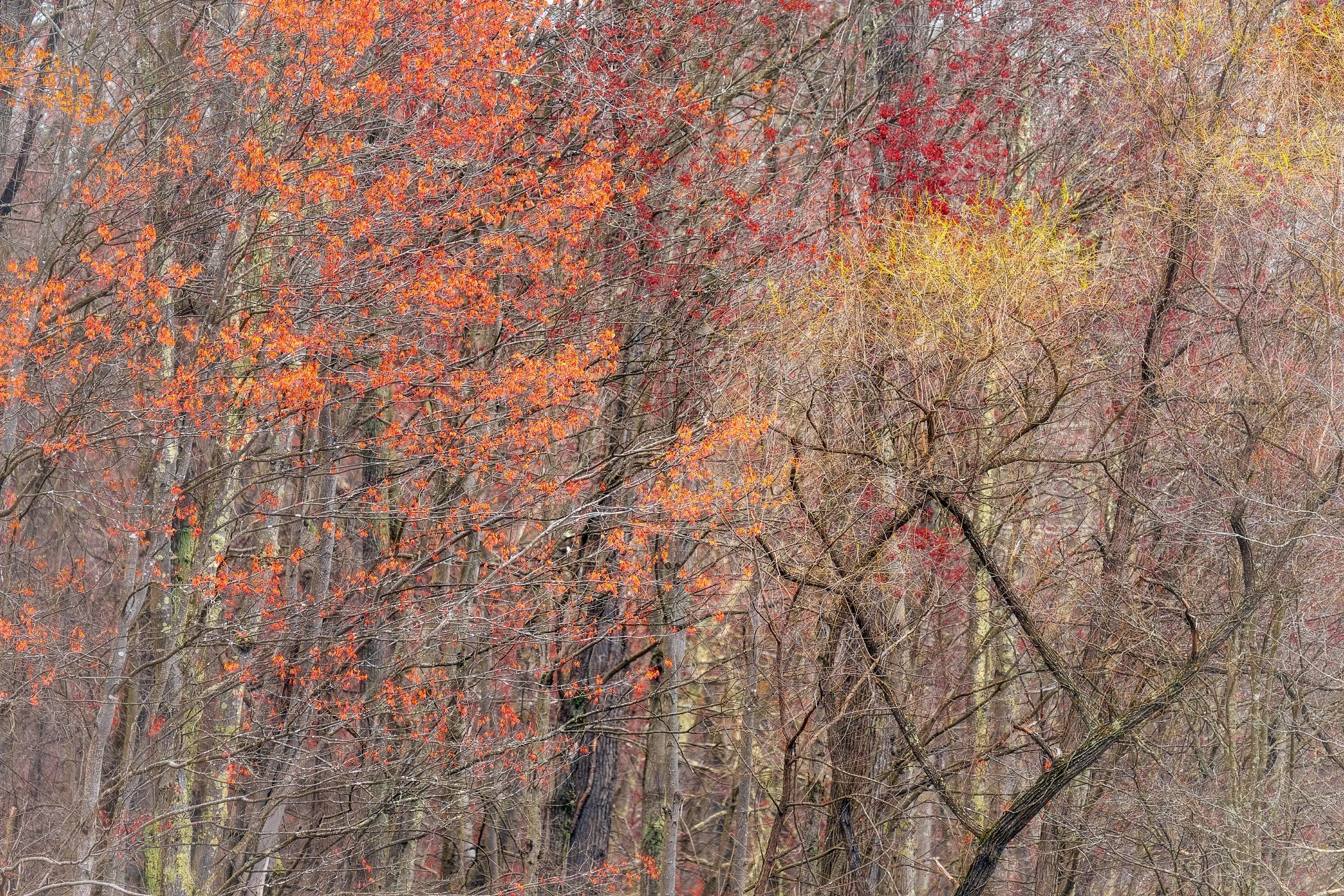 An Artist's Spring Colored Palette in Virginia: Vibrant Foliage and Scenic Beauty
  Tree,Abstract,Spring, Intimate Landscapes  