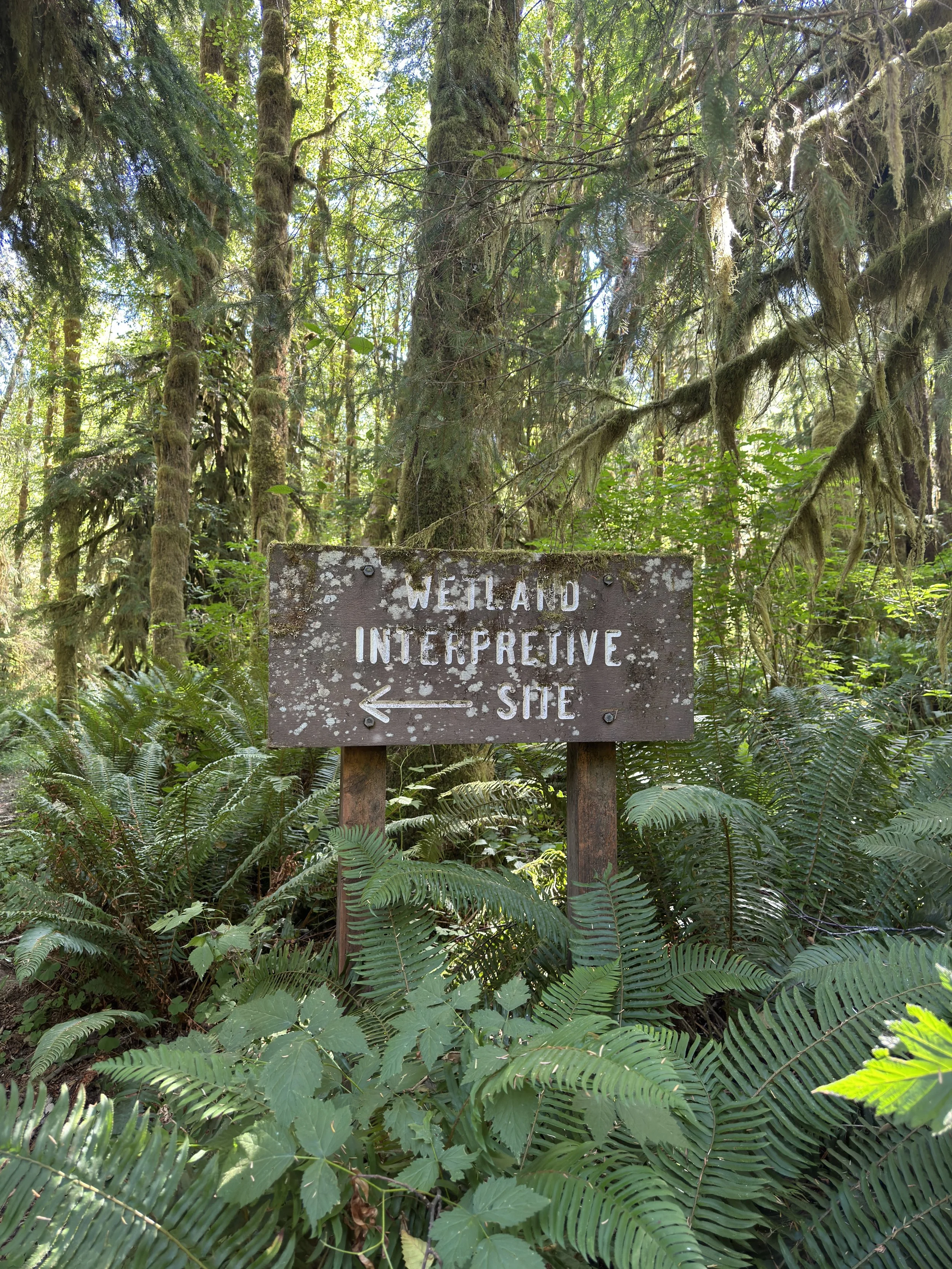 A weathered wooden sign in a forest with lush green foliage points to the left, indicating the way to the Wetland Interpretive Site.