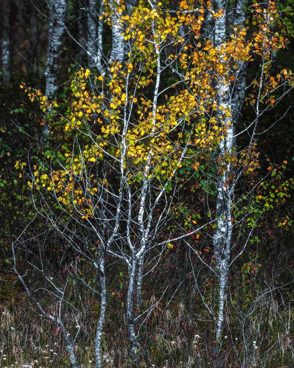 Close-up of quaking aspen trees with heart-shaped, rounded autumn leaves in shades of yellow and green, set against a darker forest background in 2024